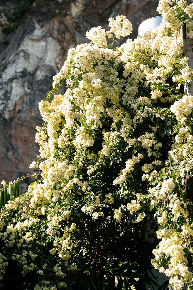 flowers in sun in Wilson Outlook Reserve