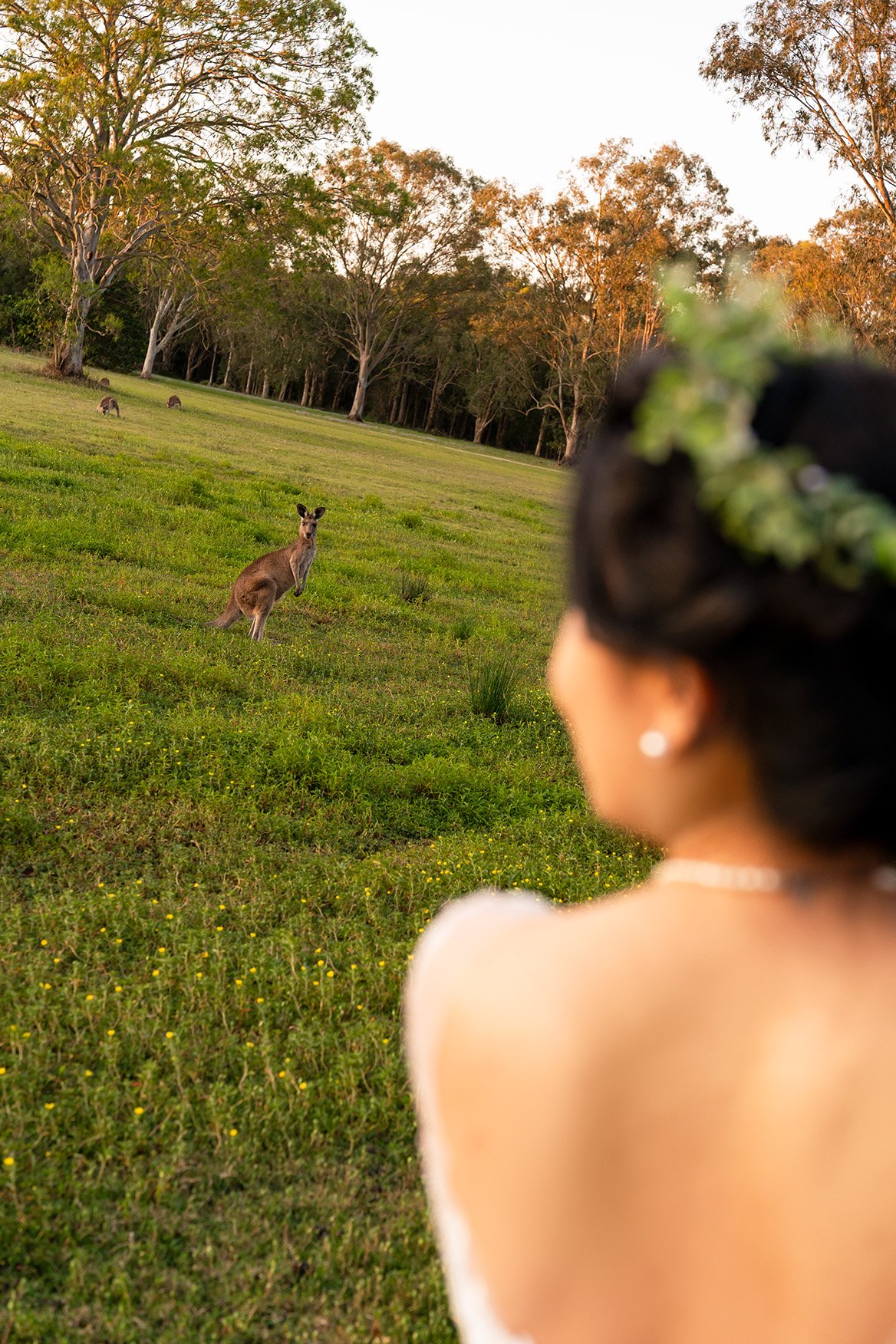 a kangaroo watching bride cosine