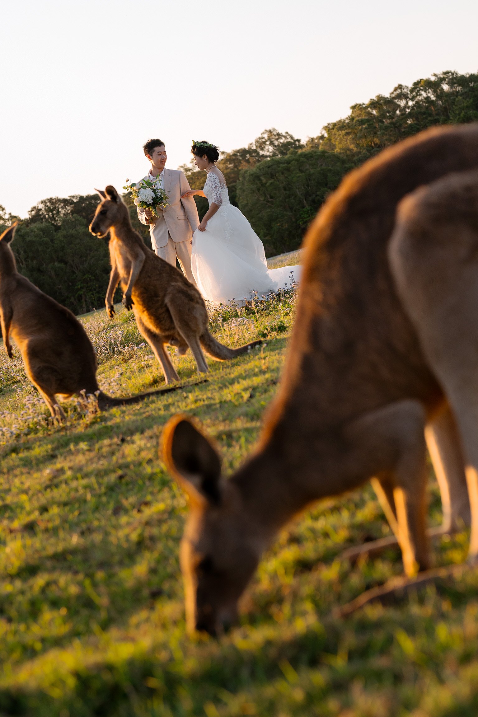 kangaroos in front of Timi and Cosine while eating grass