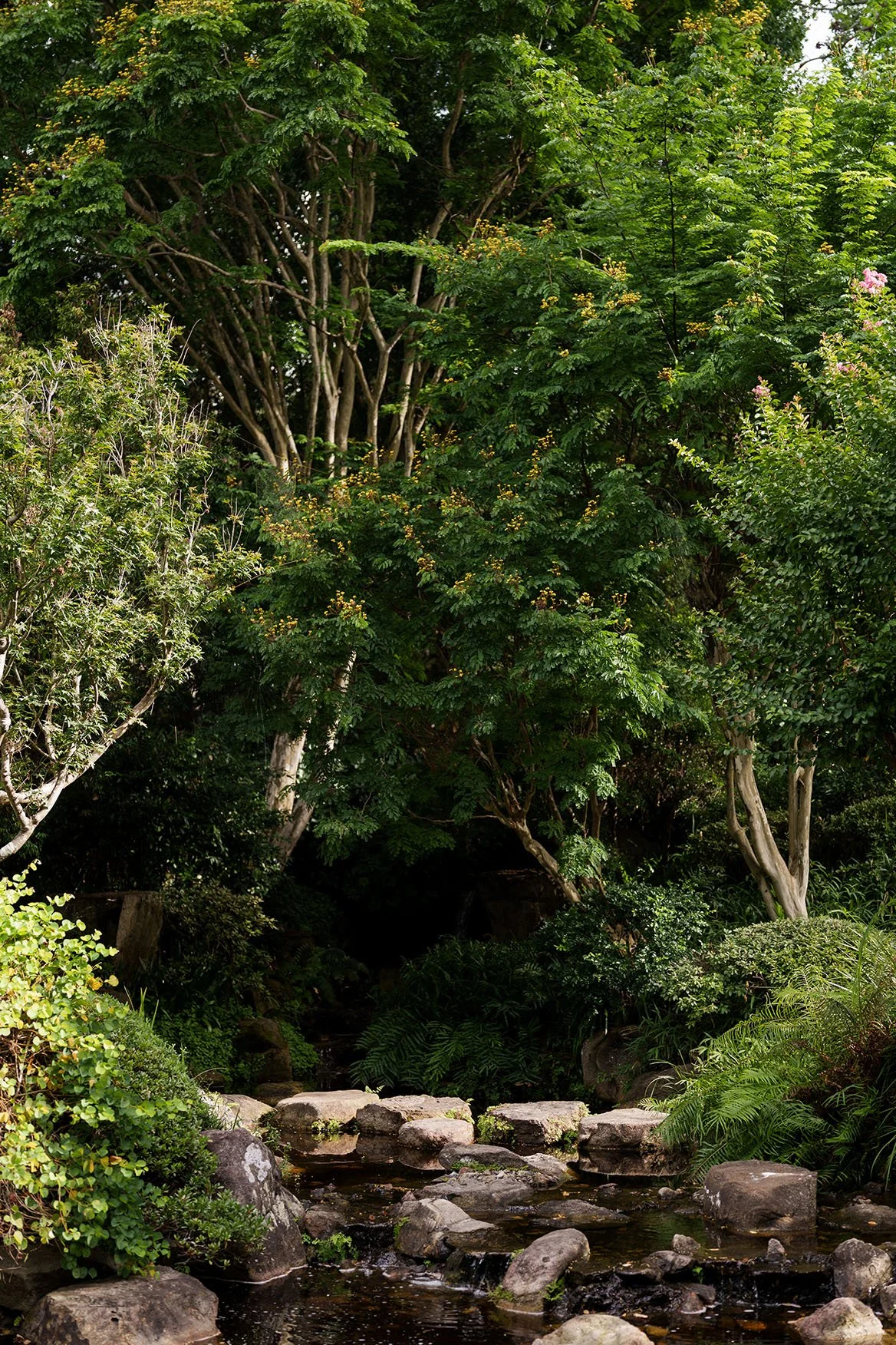 green trees, rocks, and water