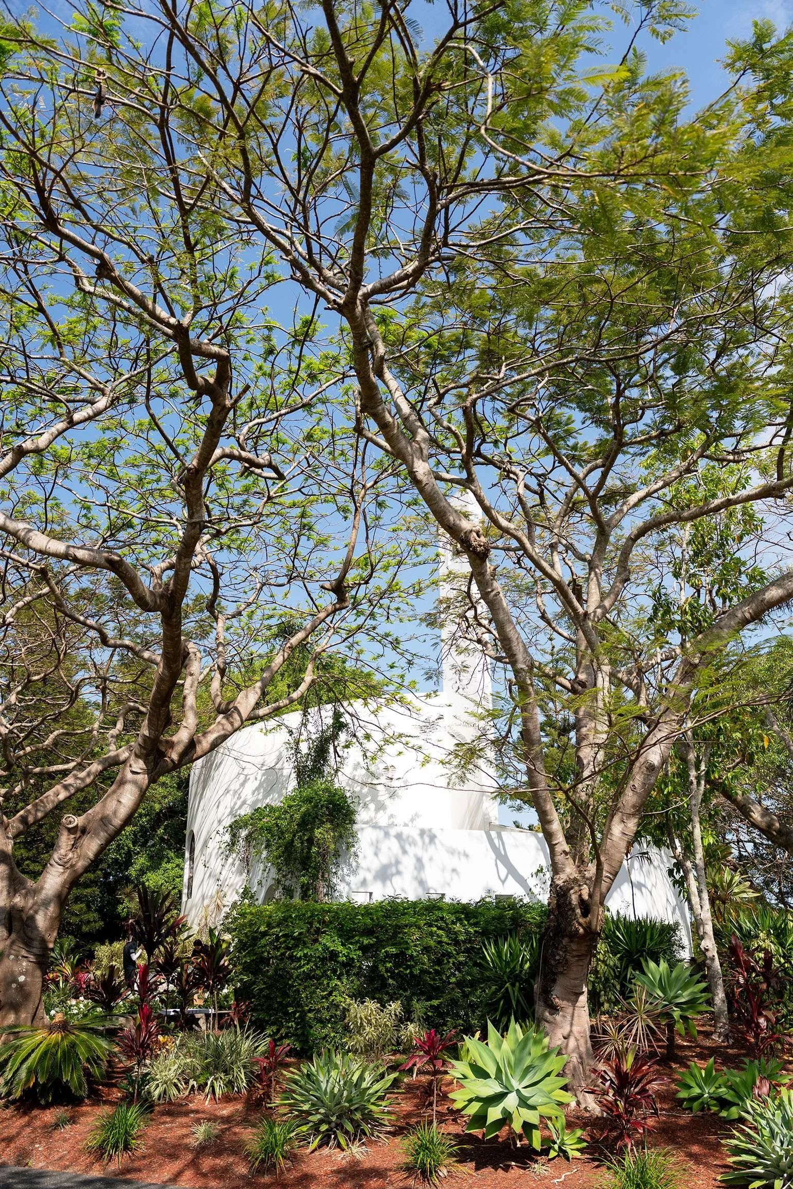two trees and white stone chapel at background
