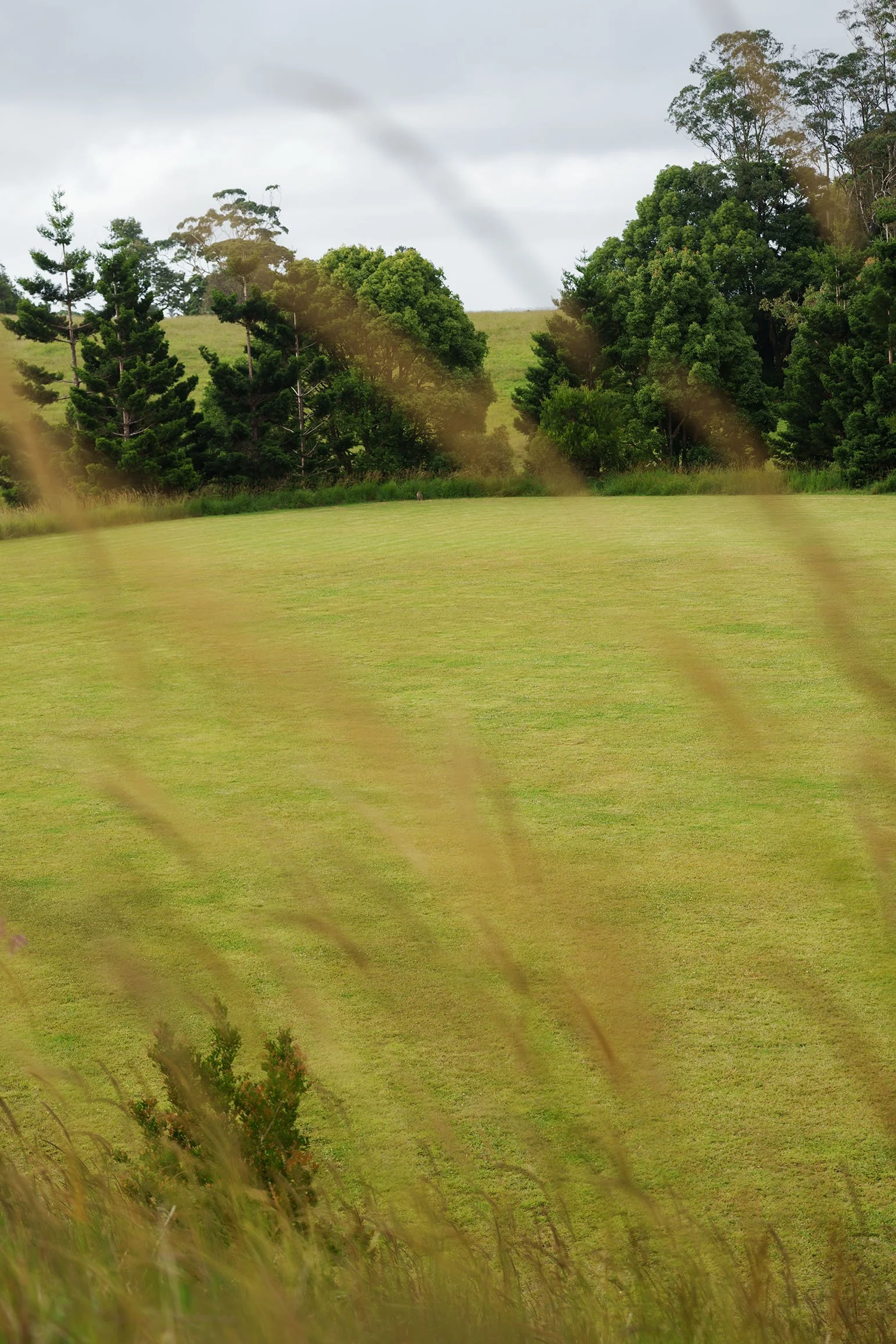 foxtail grass with a polo field as the backdrop