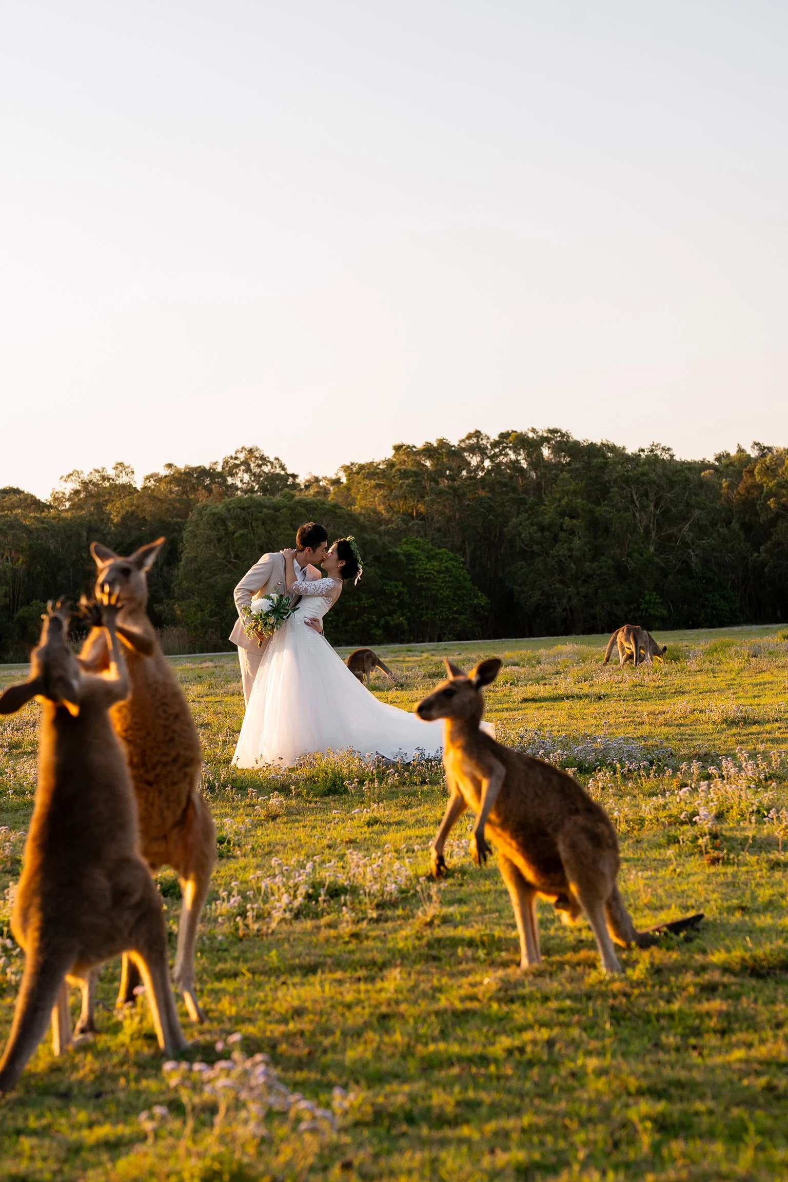 Cosine and Timi kissing when holding each other and kangaroo fighting each other in front of them