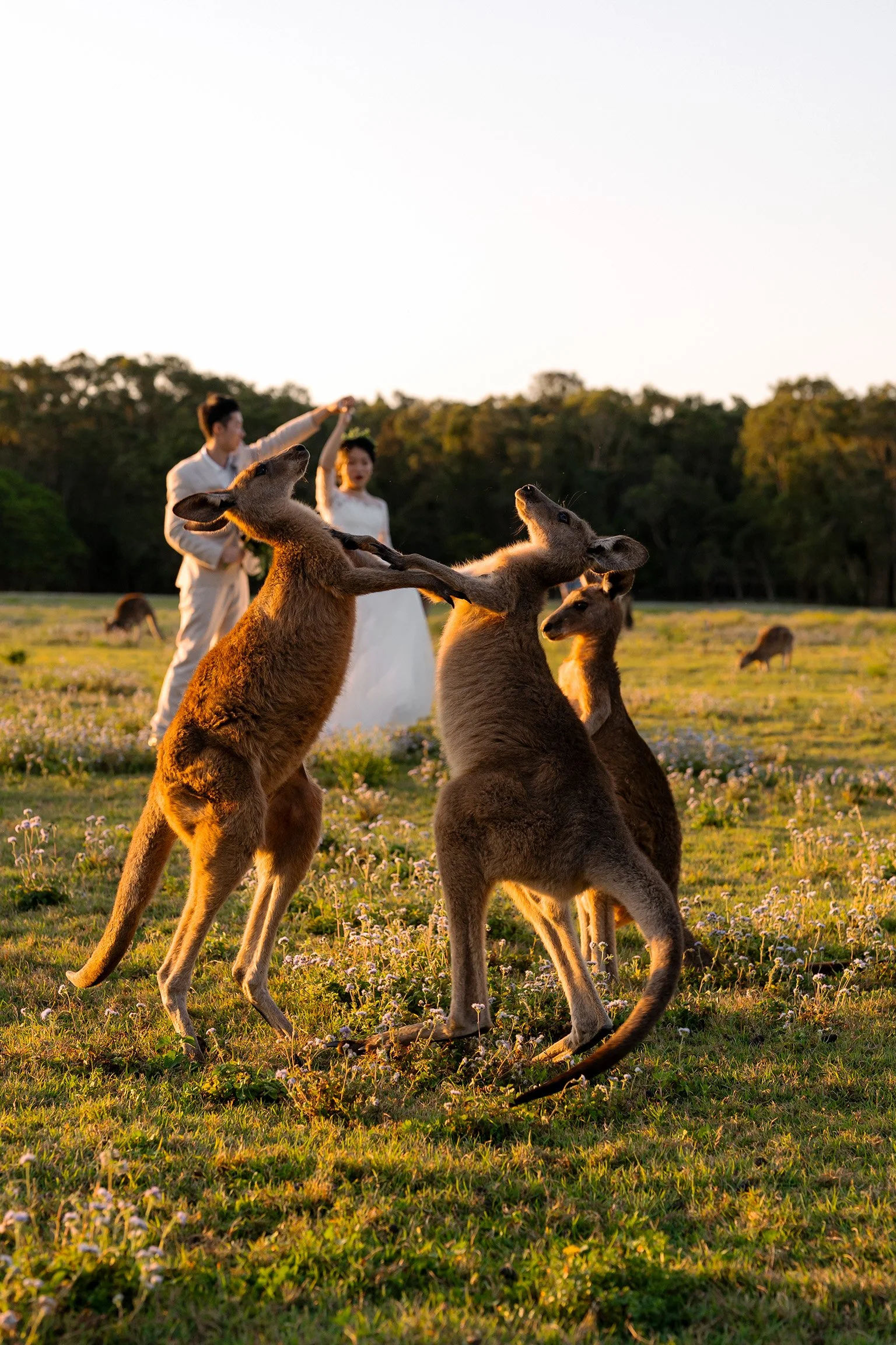 Timi spinning cosine as a background and two kangaroo fighting each other at Gold Coast Kangaroo park