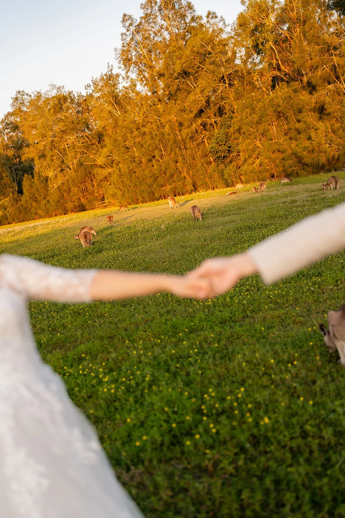 hands in foreground and kangaroos at background