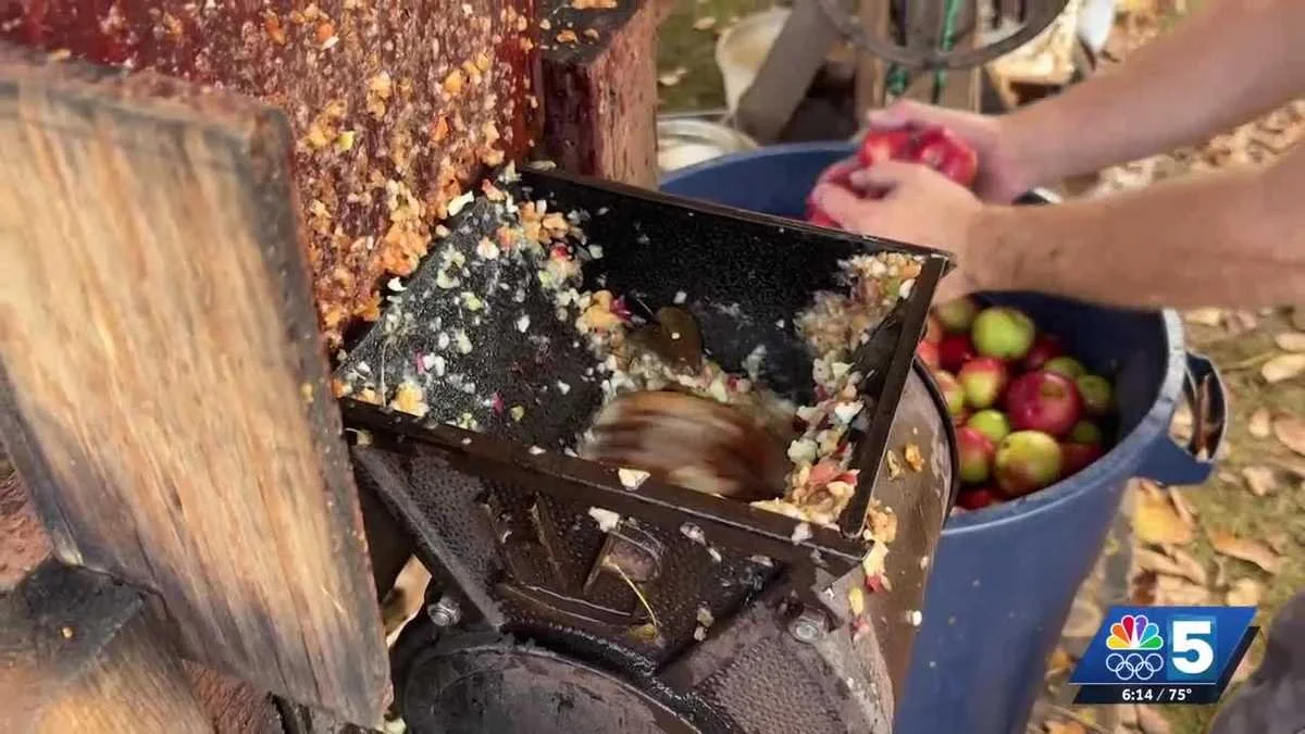 Person shreds apples using an apple grinder attached to a wood structure, with a bin of apples nearby.
