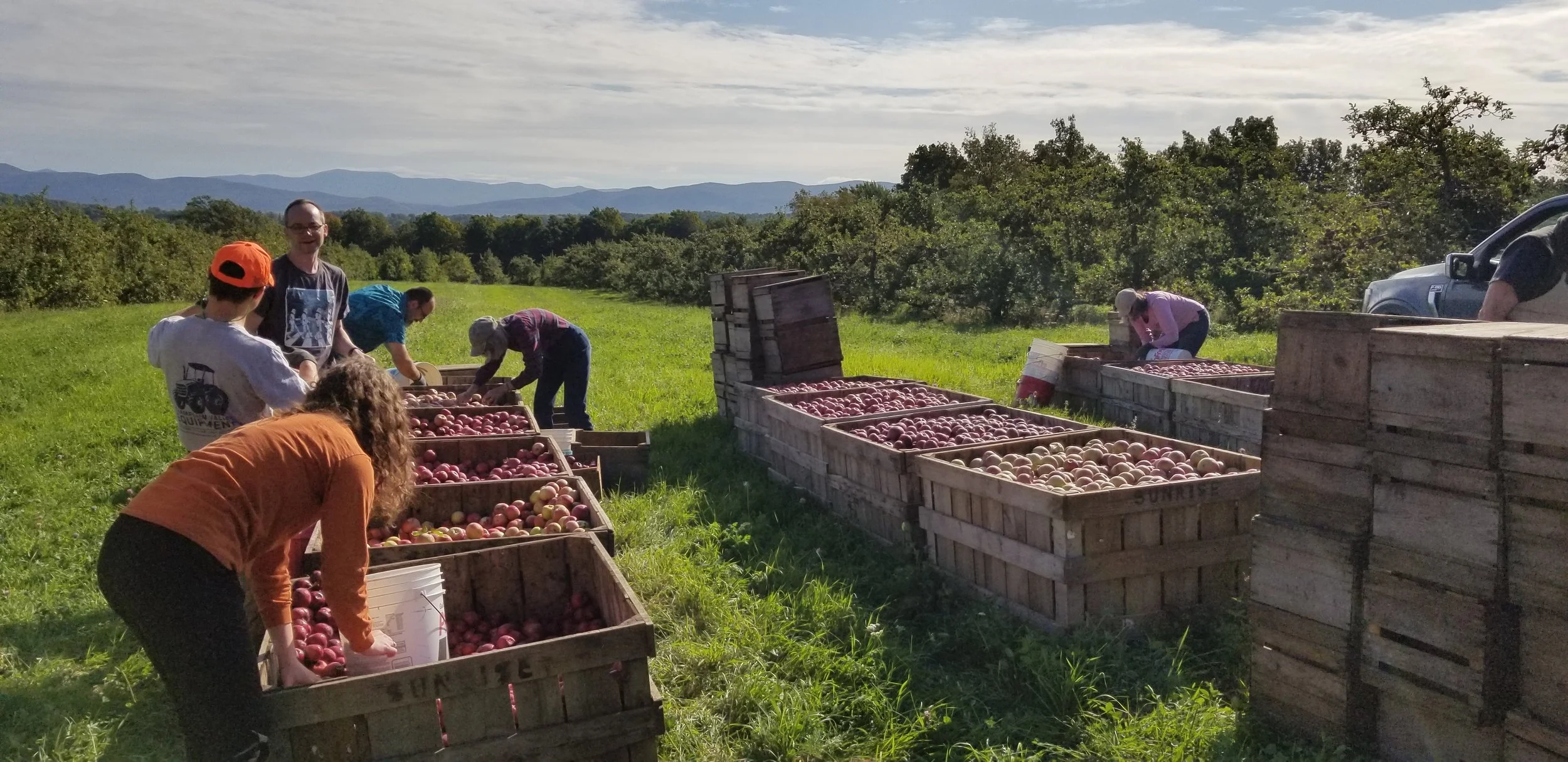 People harvesting apples in a field with mountains in the background, using wooden crates to collect the fruit.