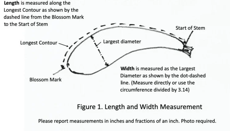 Diagram illustrating how to measure length and width of a flower's bloom. The length is measured along the dashed line from the blossom mark to the start of the stem. The width is measured as the largest diameter across the blossom, marked by a dotted line. Labels indicate the blossom mark, longest contour, largest diameter, start of stem, and length and width measurement instructions.