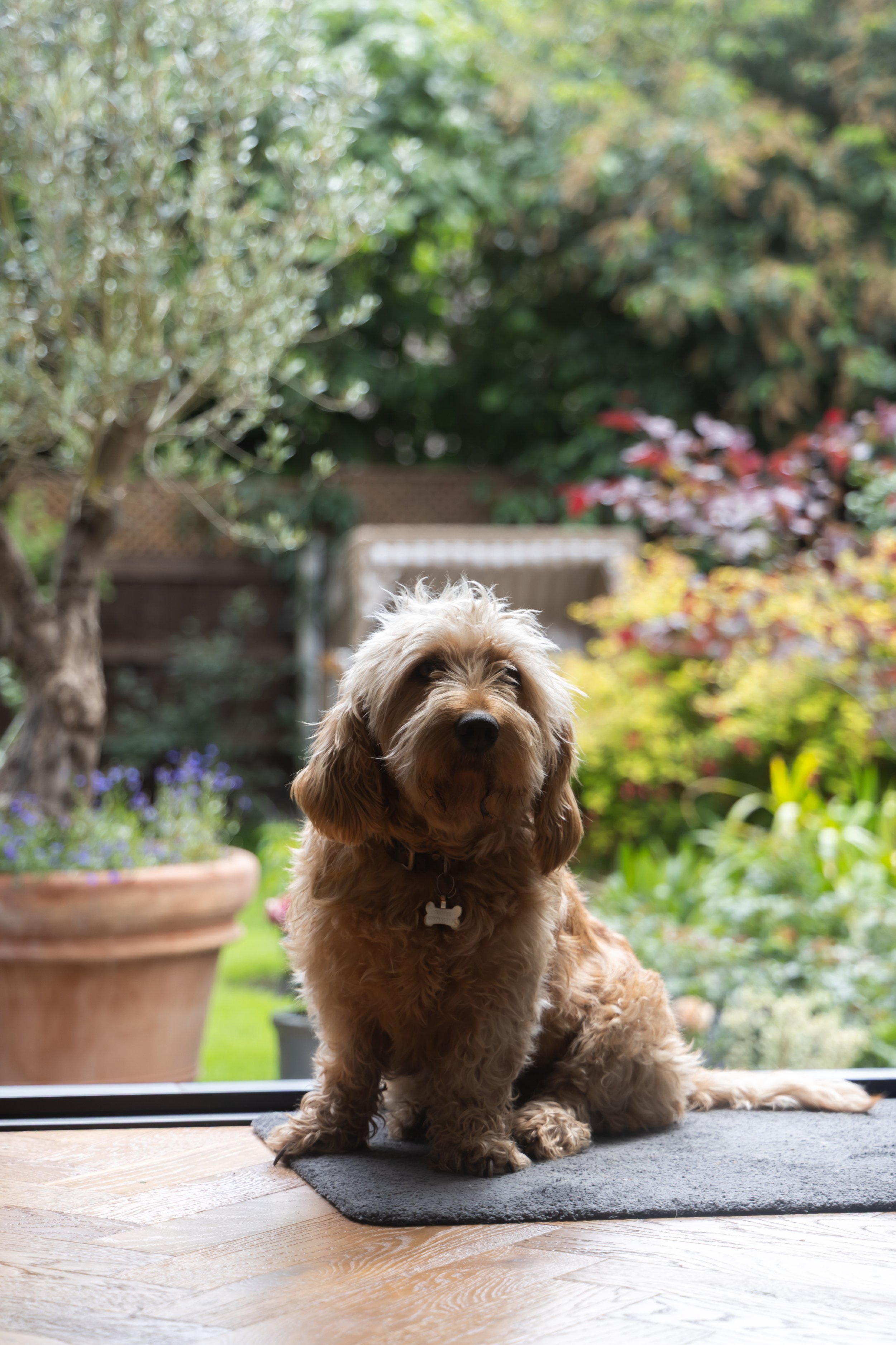 A brown dog with floppy ears sitting on a gray rug in front of a glass door, with a garden and colorful plants visible outside.