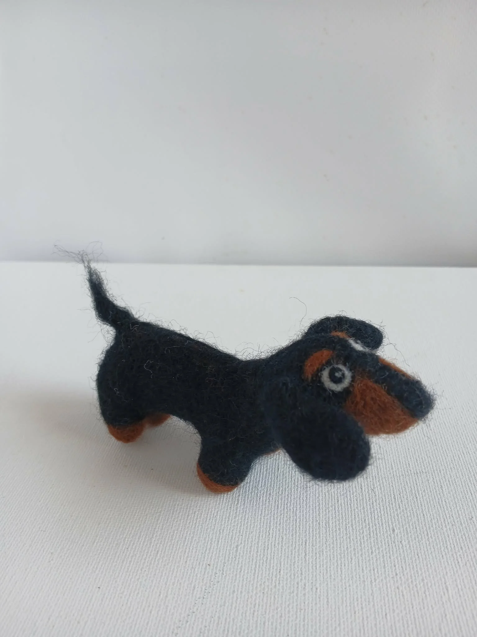 Dachshund