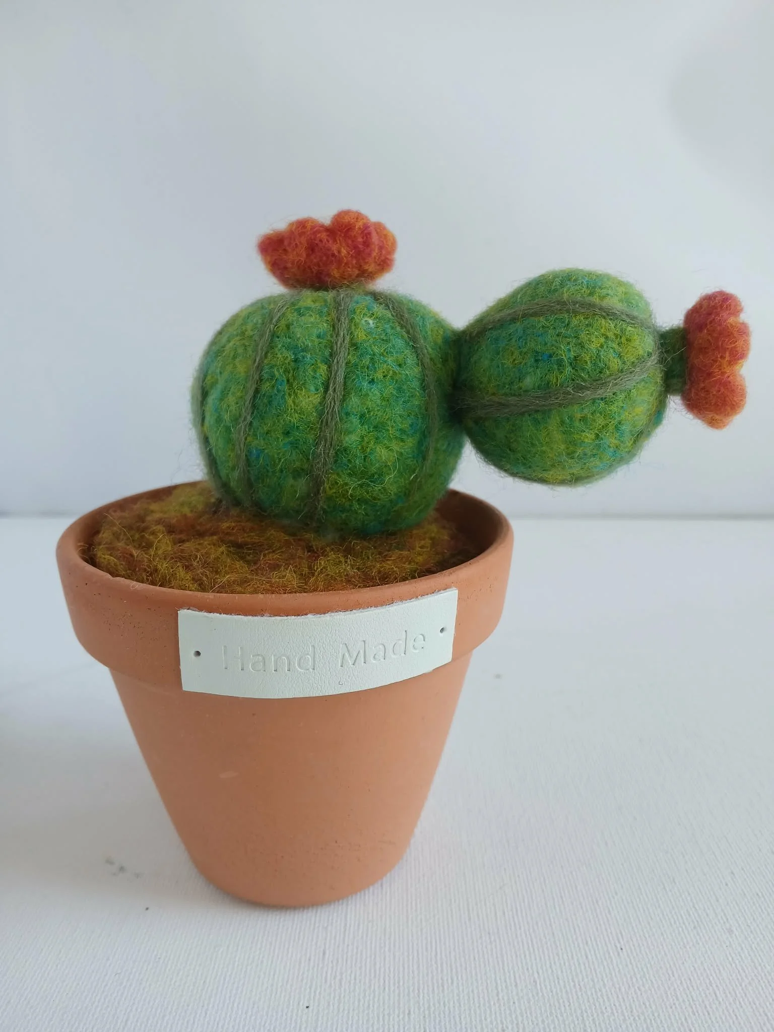 Cacti in Terracotta Pots