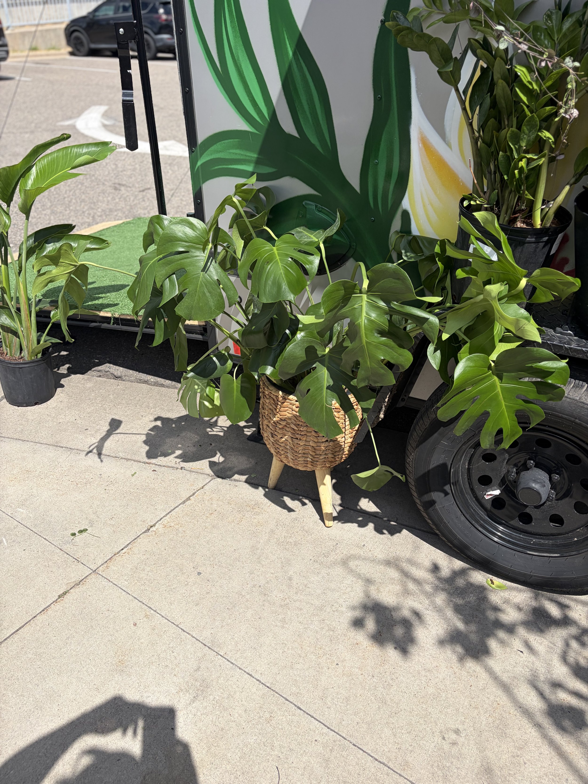 Monstera 10 inch