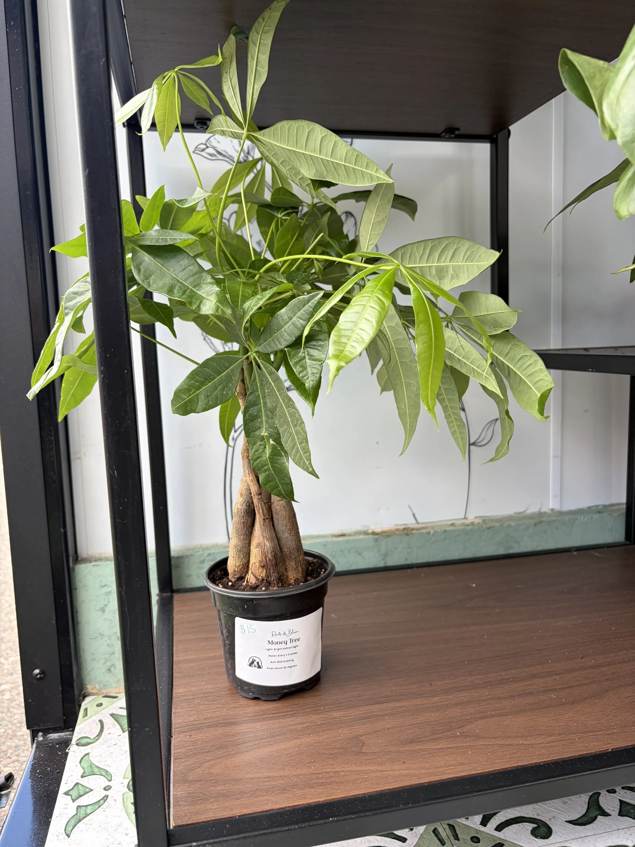 Money Tree 4 inch pot
