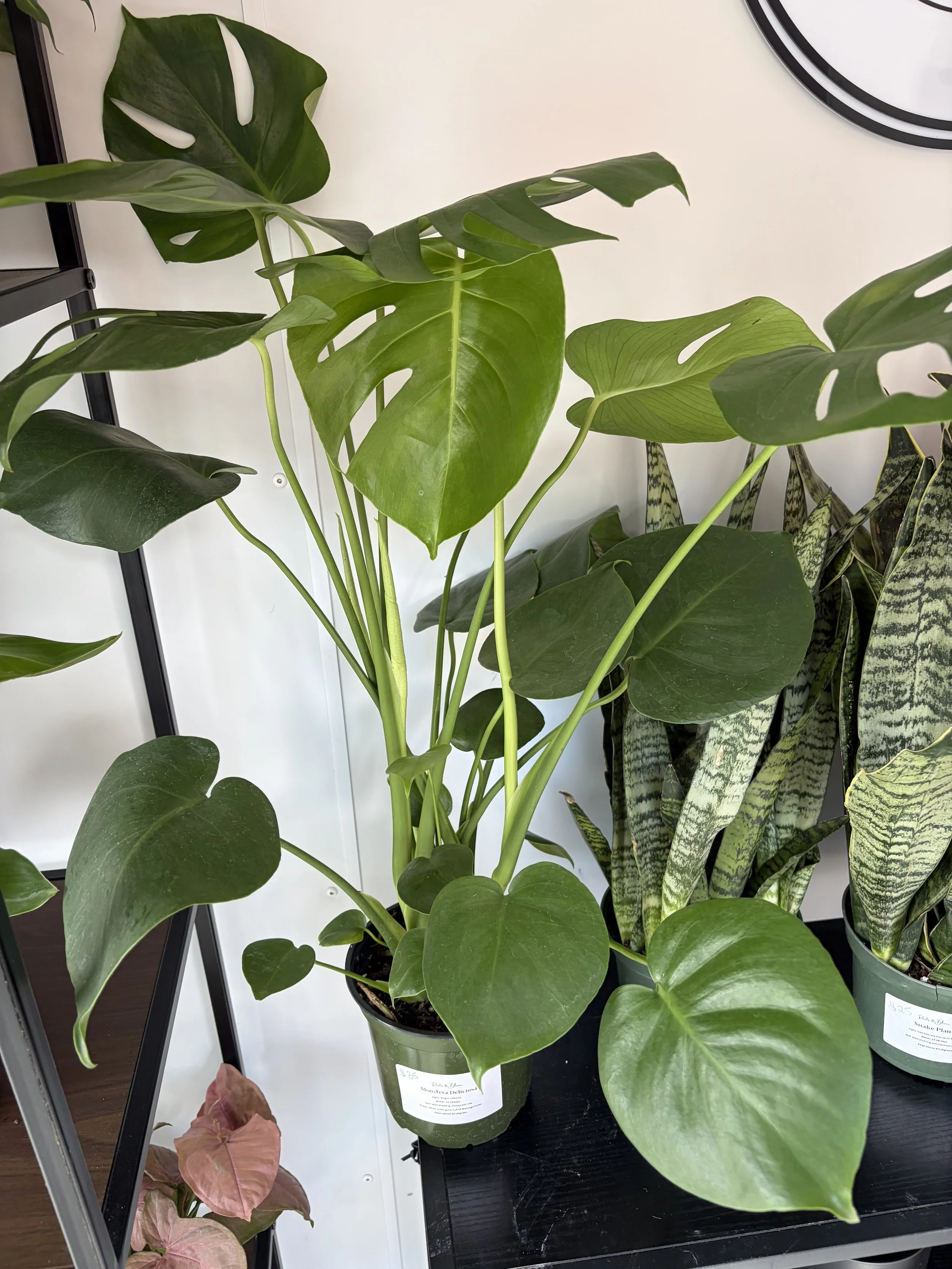 Monstera 6 inch