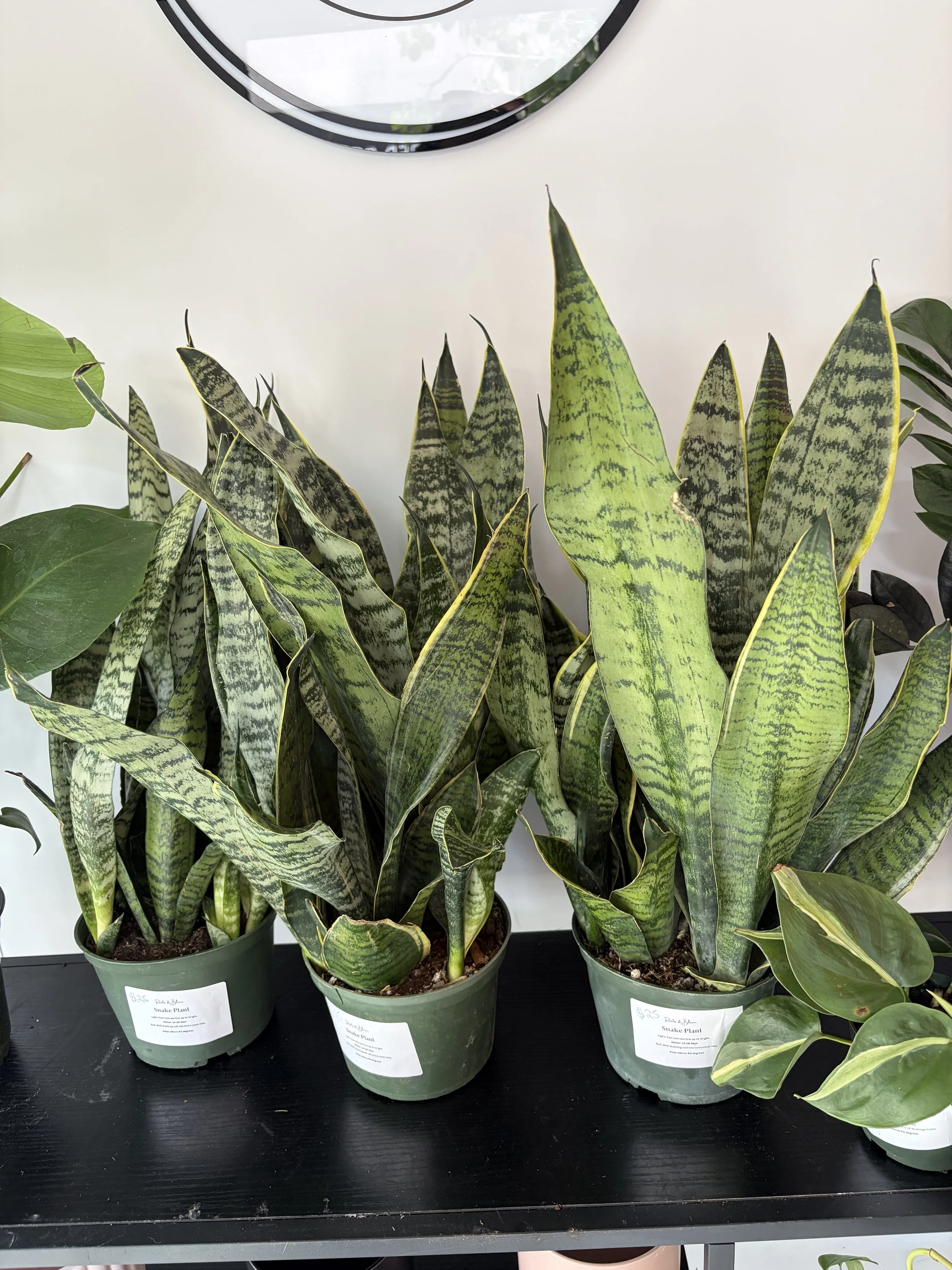 Snake Plant 6 inch