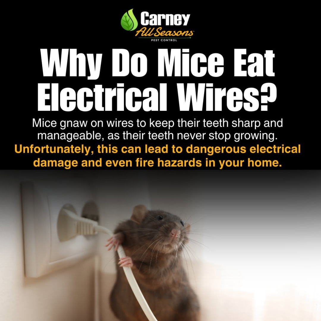 AC Designs Ads (8).png