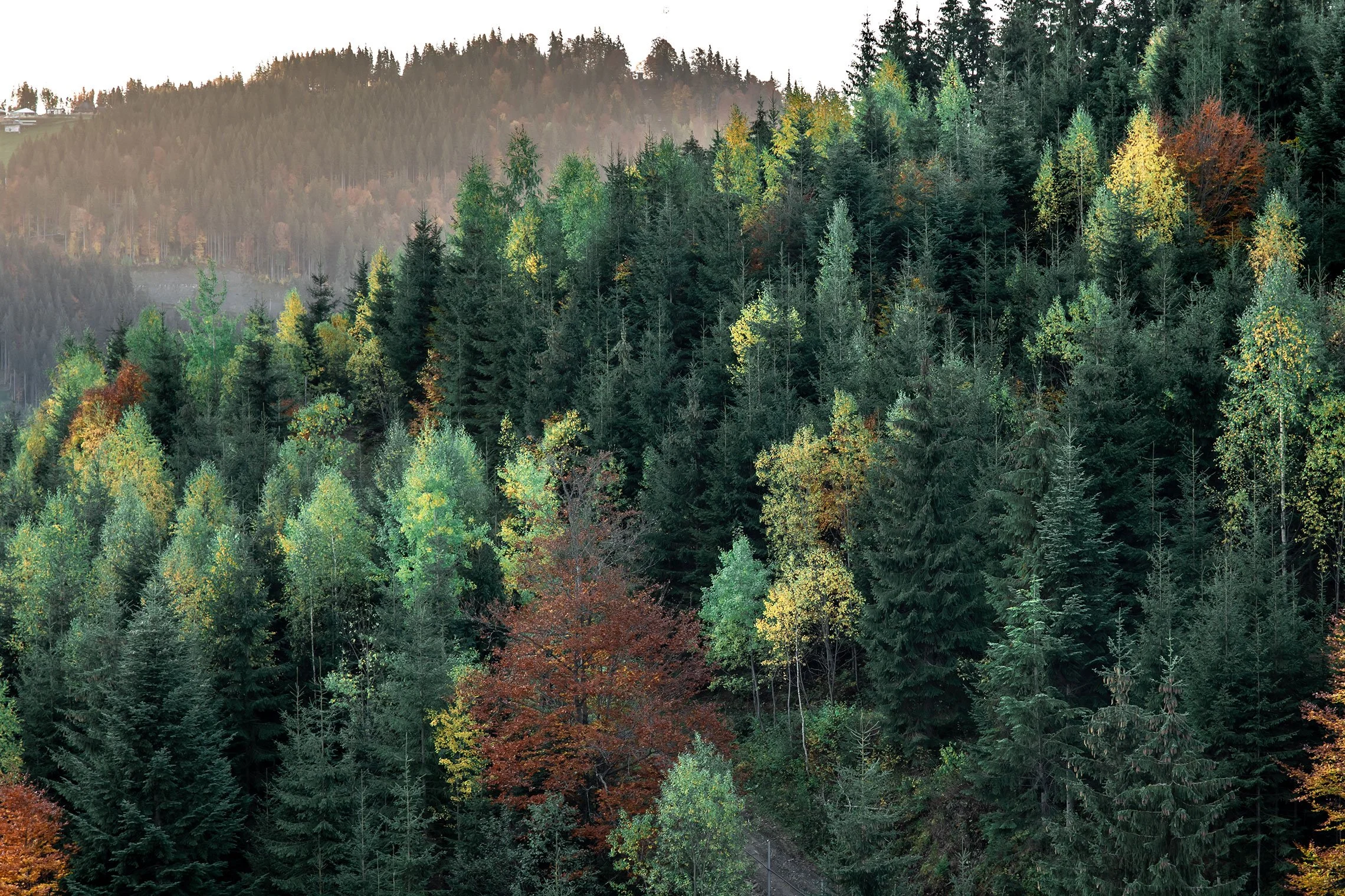 A dense forest with trees in various shades of green, yellow, and red during autumn, with mountains in the background and a small pathway at the bottom.