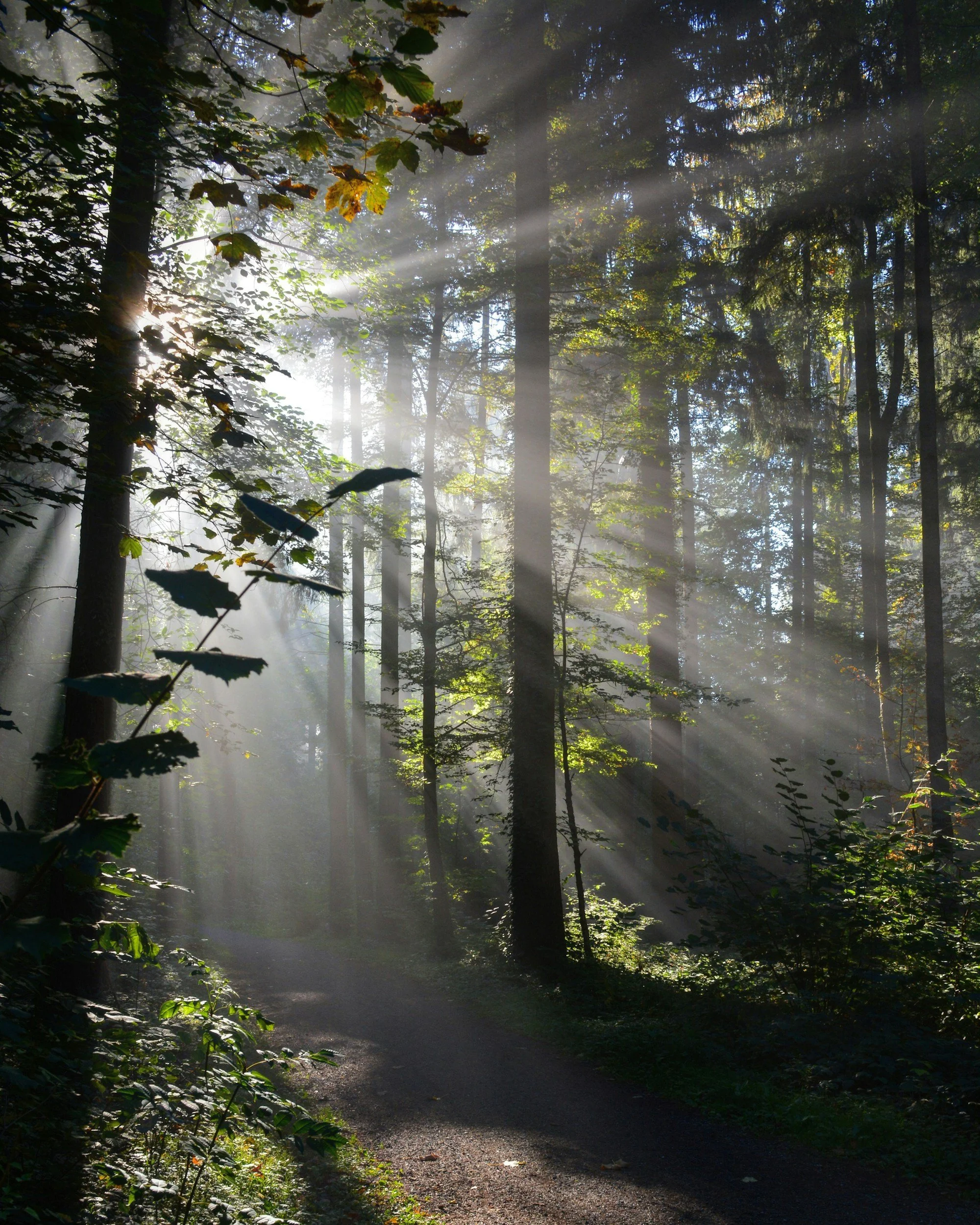 Sunlight beams through the trees illuminating a forest trail with lush green foliage on either side.