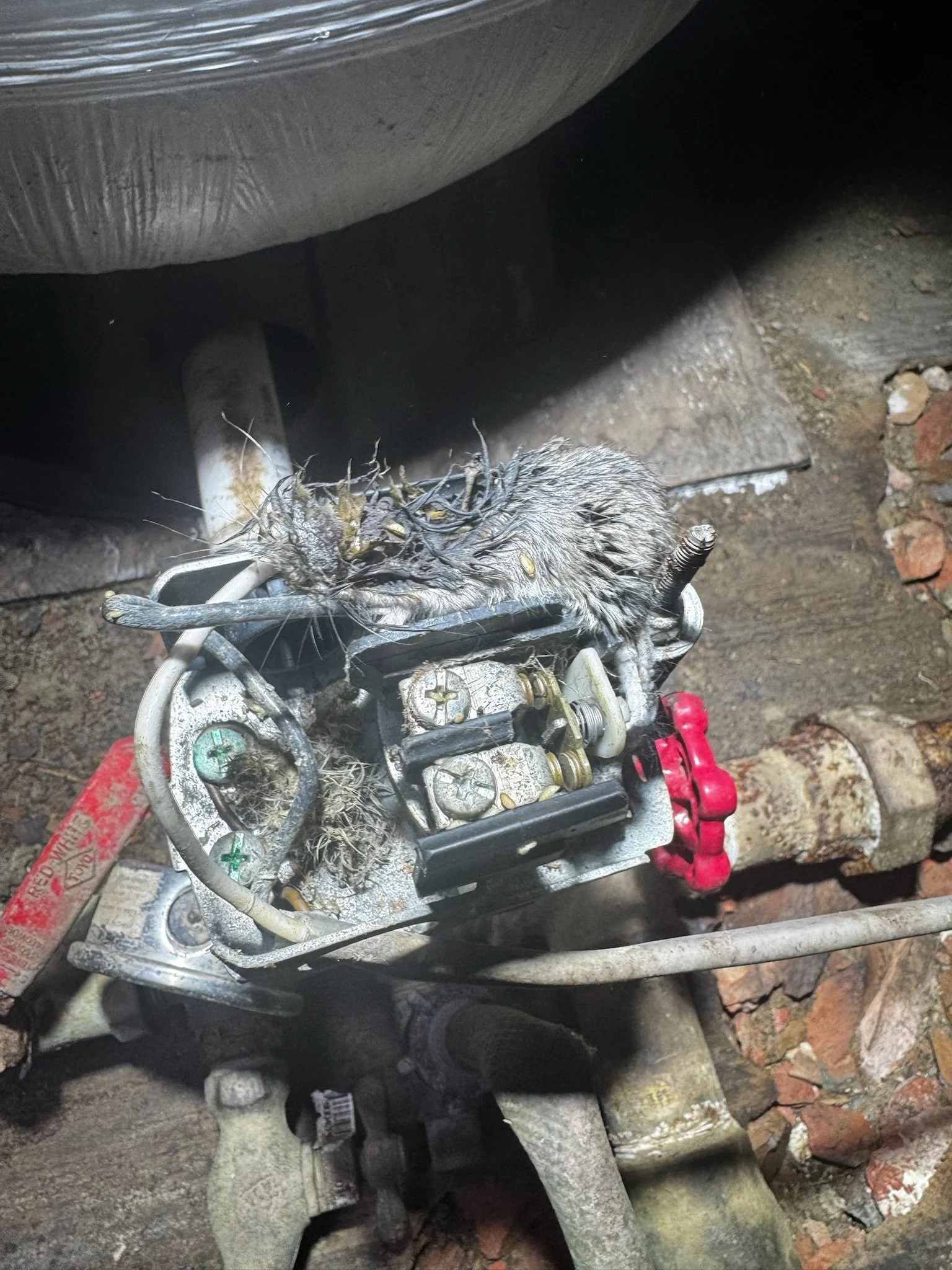 Close-up of a motorcycle engine with a dead bird lying on top of the engine components, on a ground of dirt and bricks.