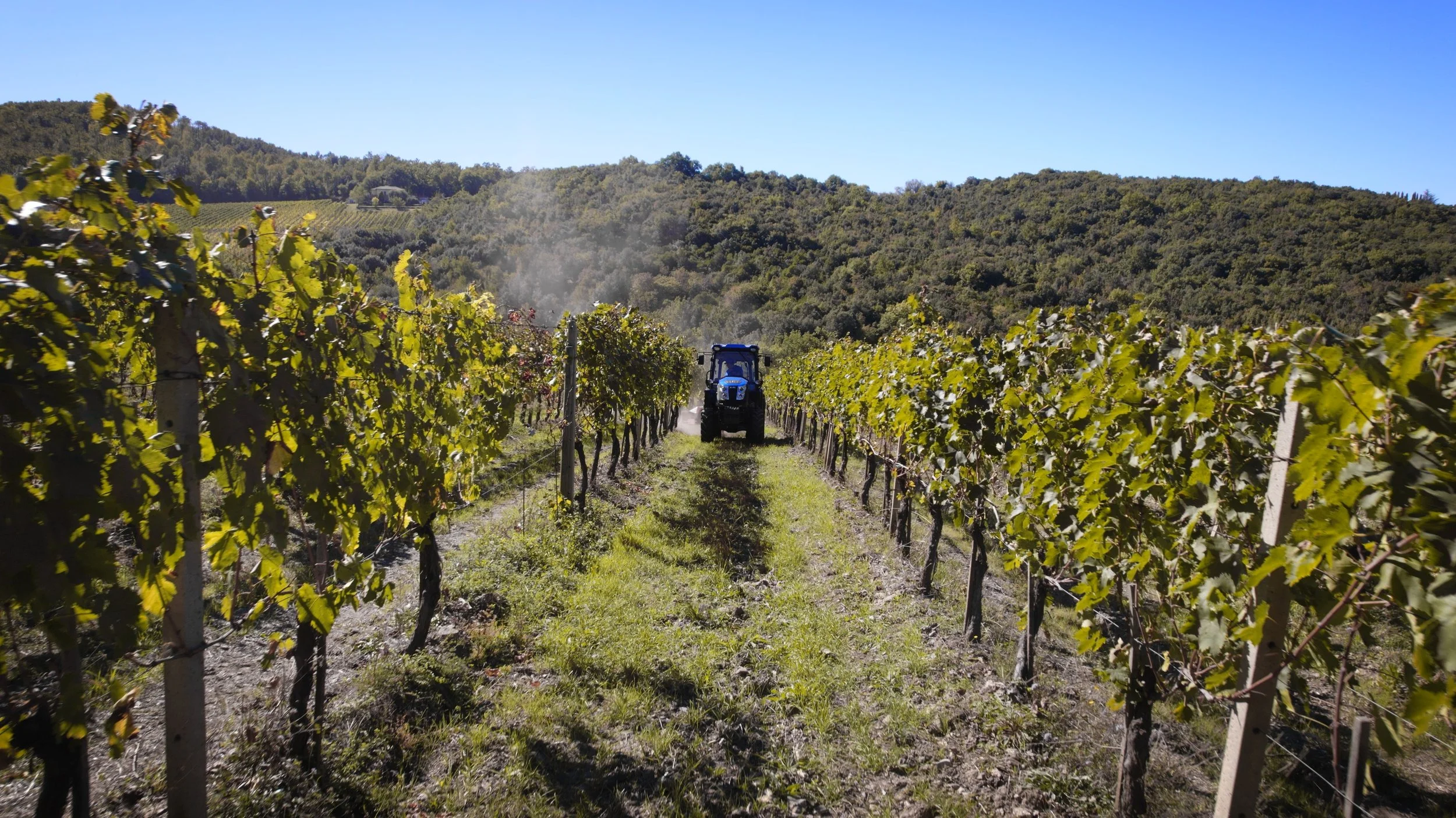 A tractor working in a vineyard surrounded by lush green grapevines under a clear blue sky with rolling hills in the background.