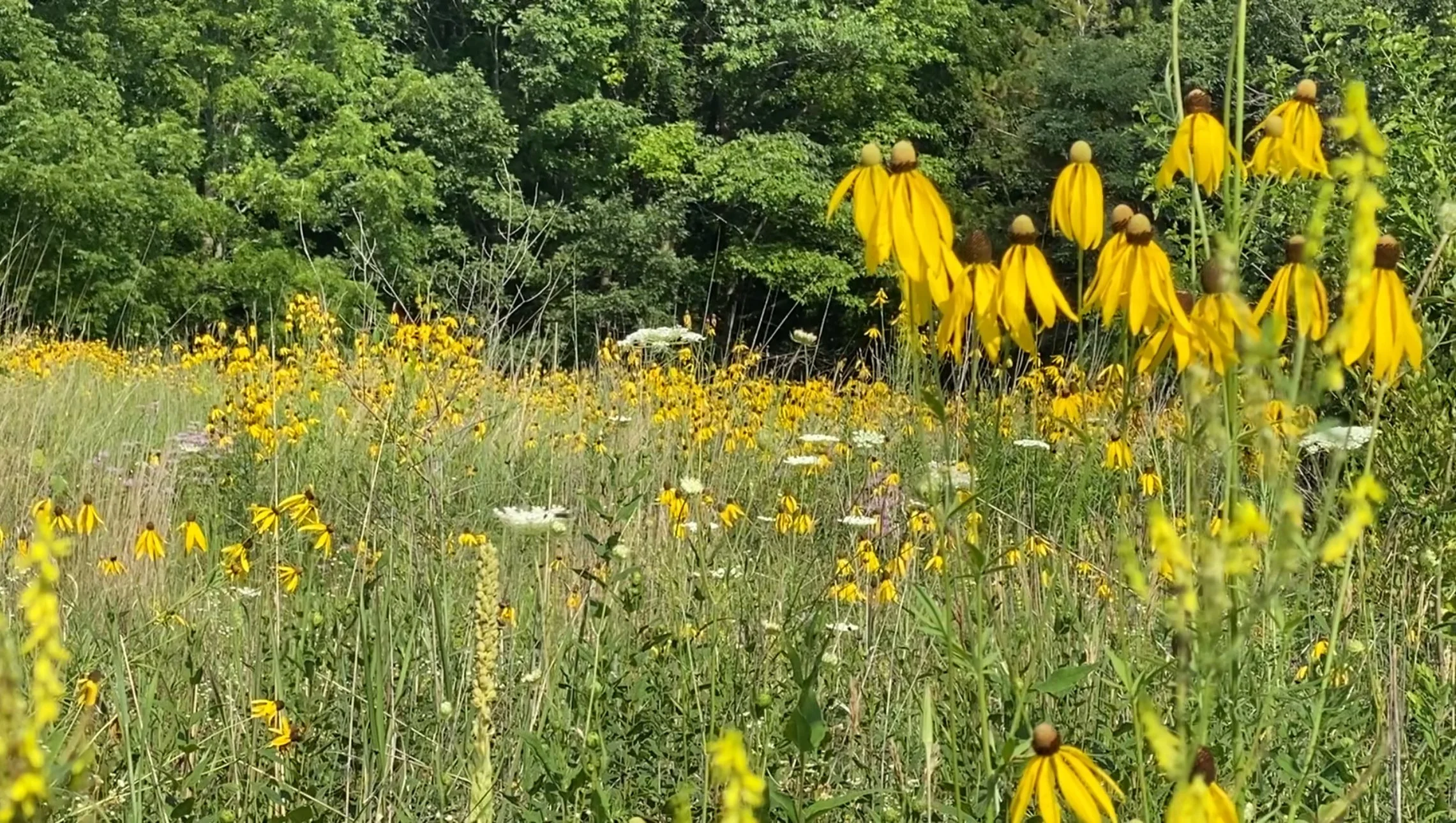 Field of yellow coneflowers with green trees in the background.