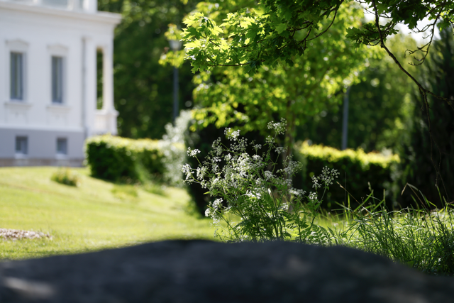 Grön trädgren med ljusgröna blad, vita blommor och en vit byggnad i bakgrunden.