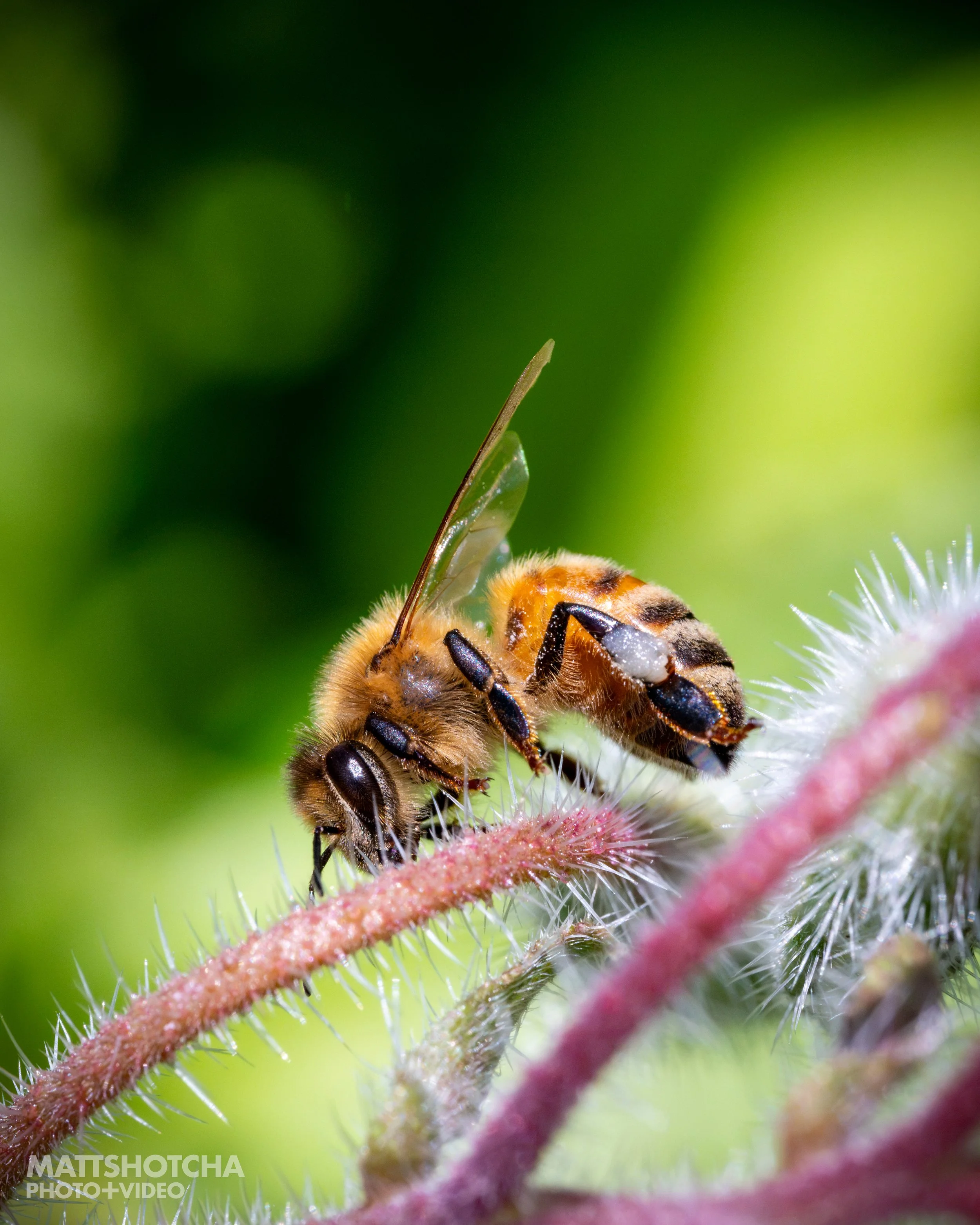 Close-up of a bee on a fuzzy plant stem with green blurred background
