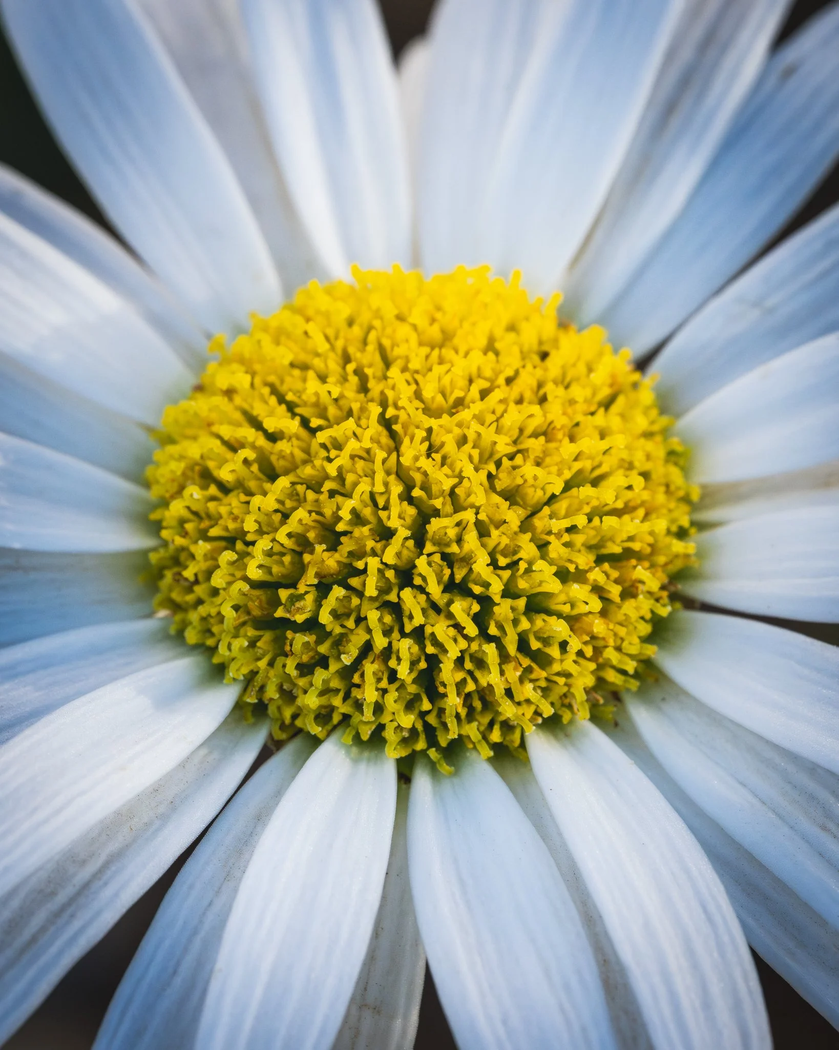 Macro photography of a daisy flower with white petals surrounding a bright yellow center.