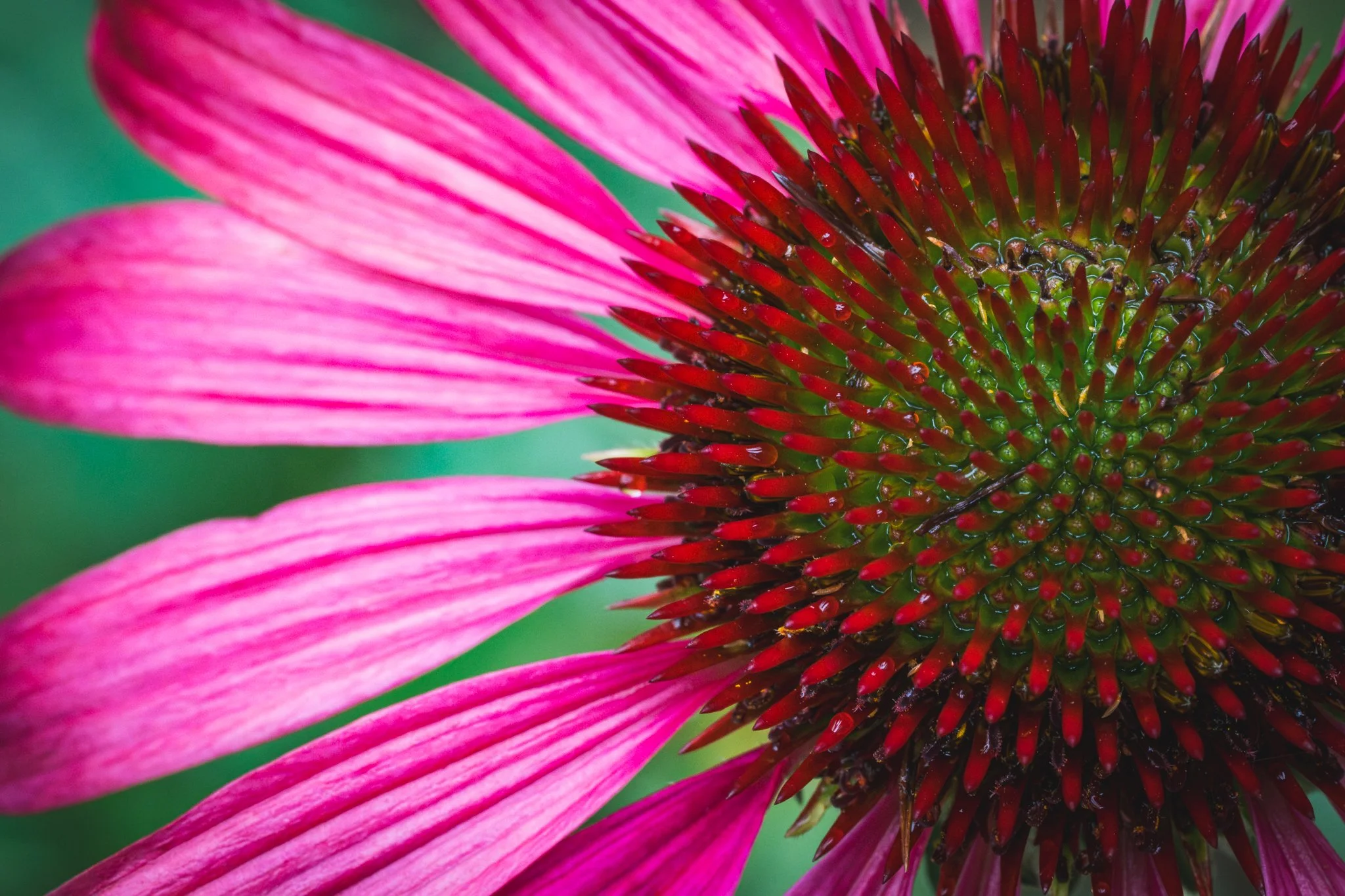 Macro photography of a pink coneflower flower with vibrant pink petals and a spiky, reddish-green central cone.