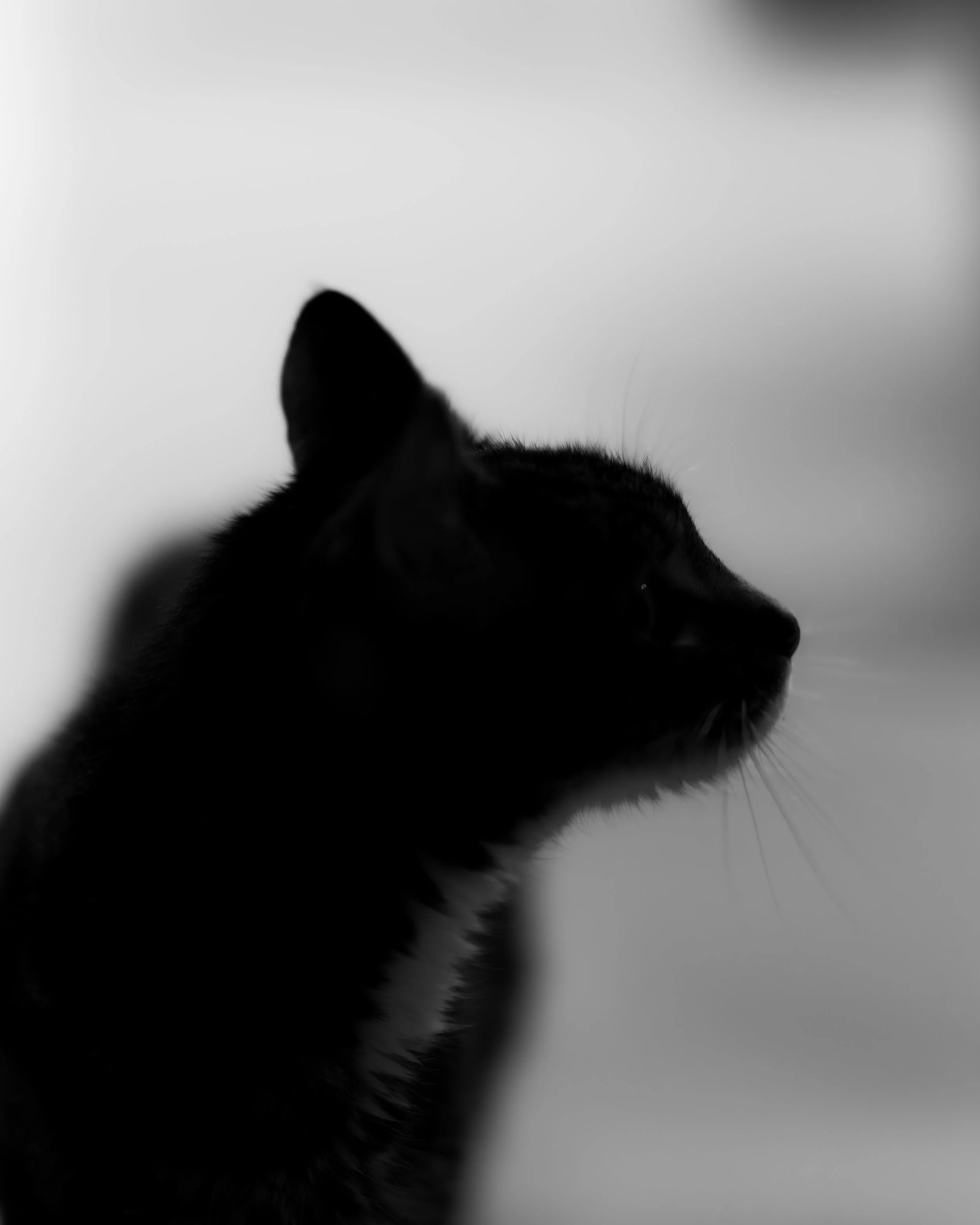 Close-up of a cat's face, showing part of the ear, with a blurred gray background.