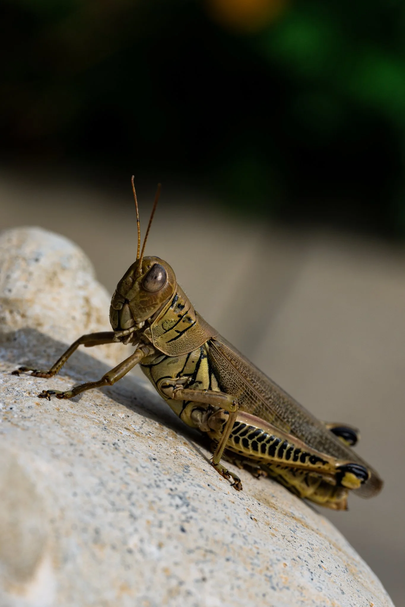 The Hopper Print