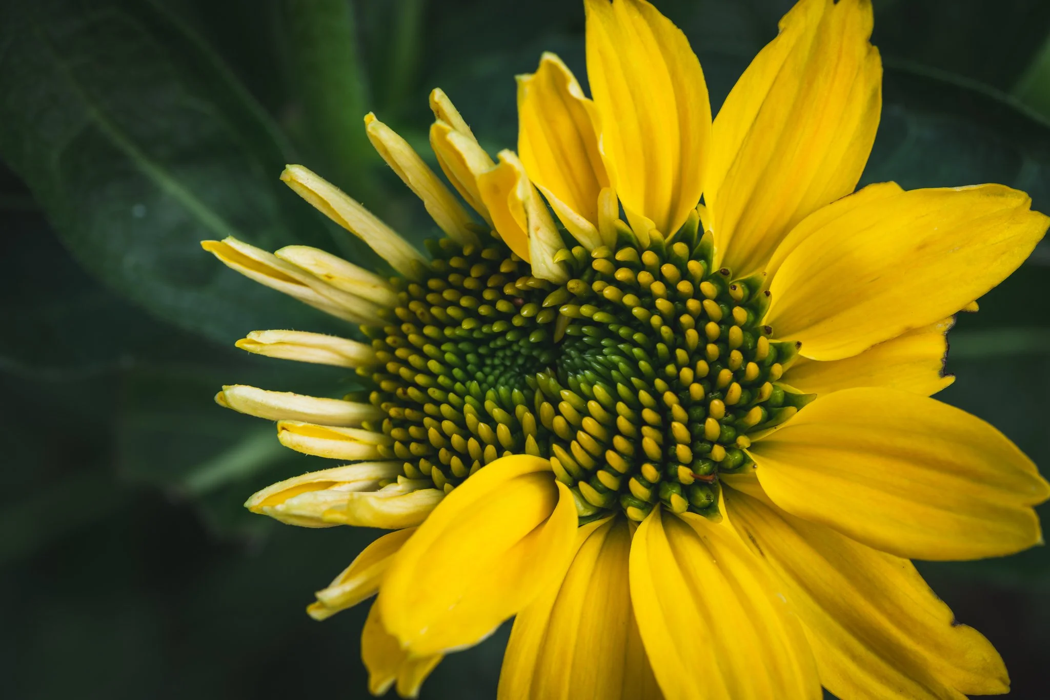 Macro photography of a yellow coneflower with green center seeds, partially open petals, and dark green blurred background.