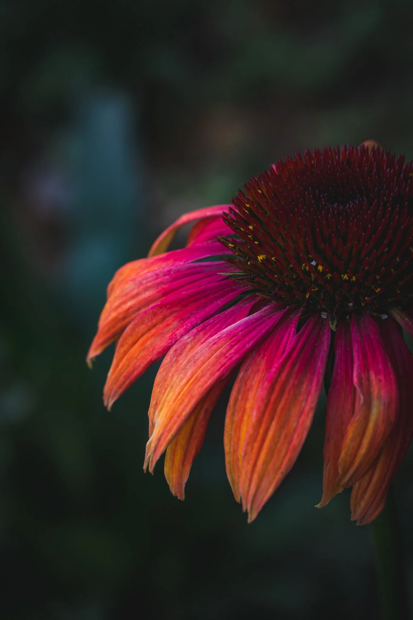 Sombrero Coneflower Print