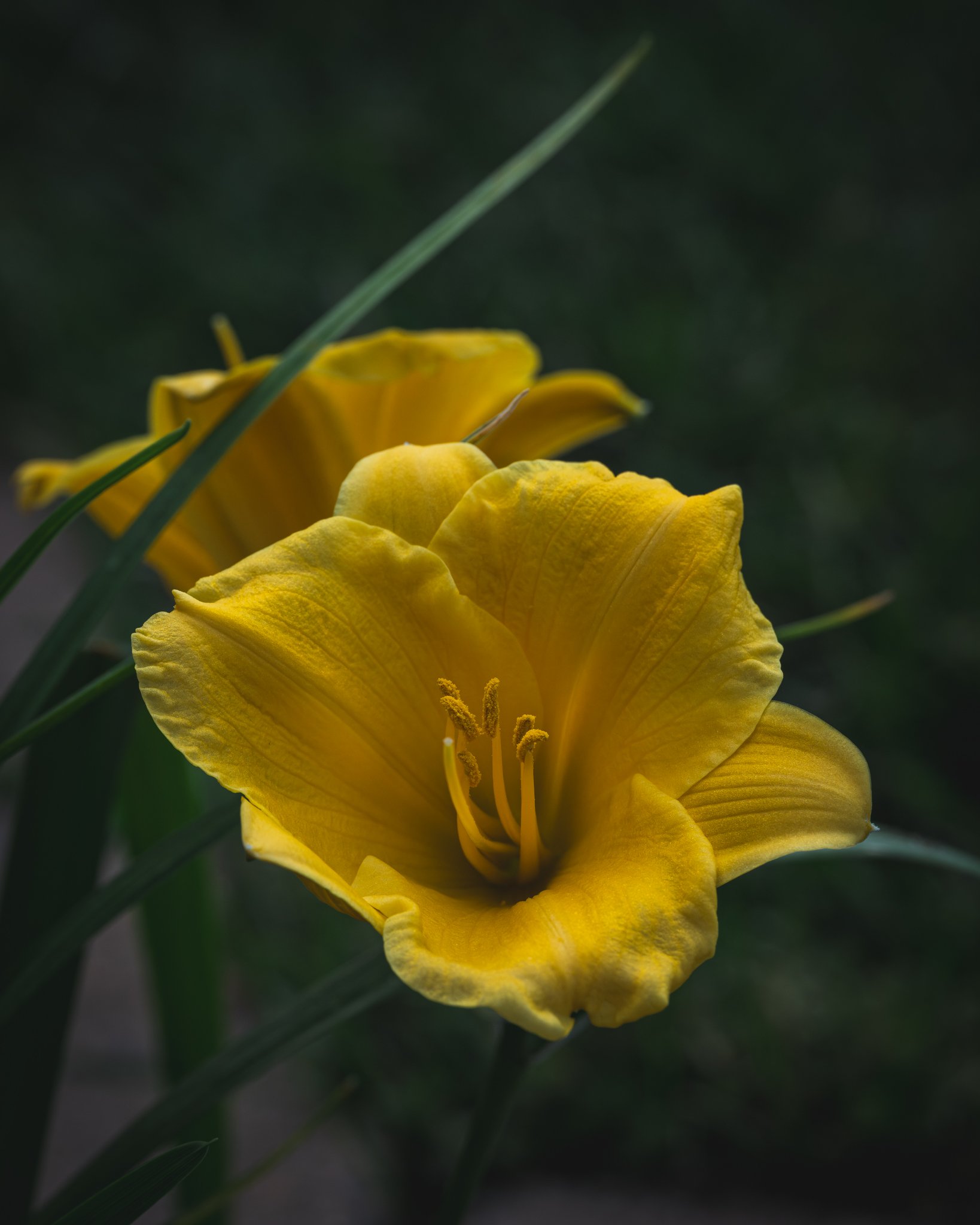 Close-up of a yellow day lily with ruffled petals and prominent stamens, set against a dark, blurred background with green foliage and grass.