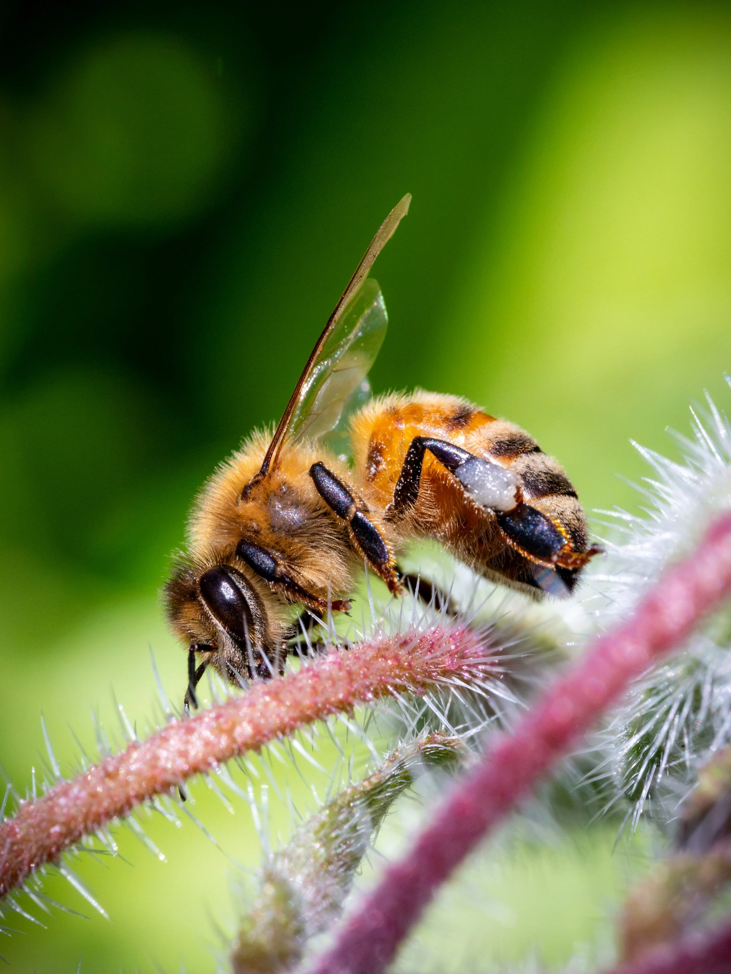 The Honeybee Print