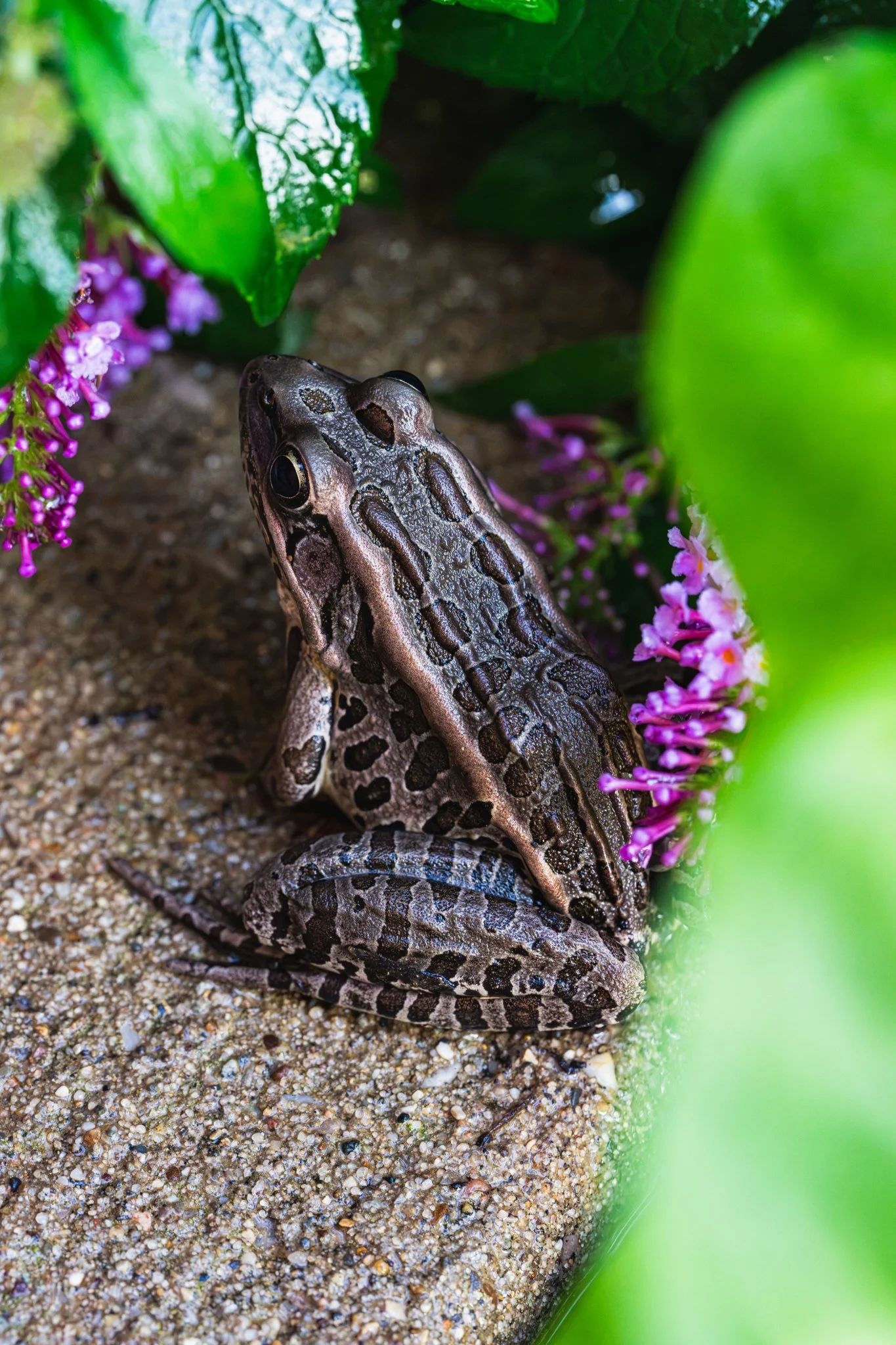 The Pickerel Frog Print