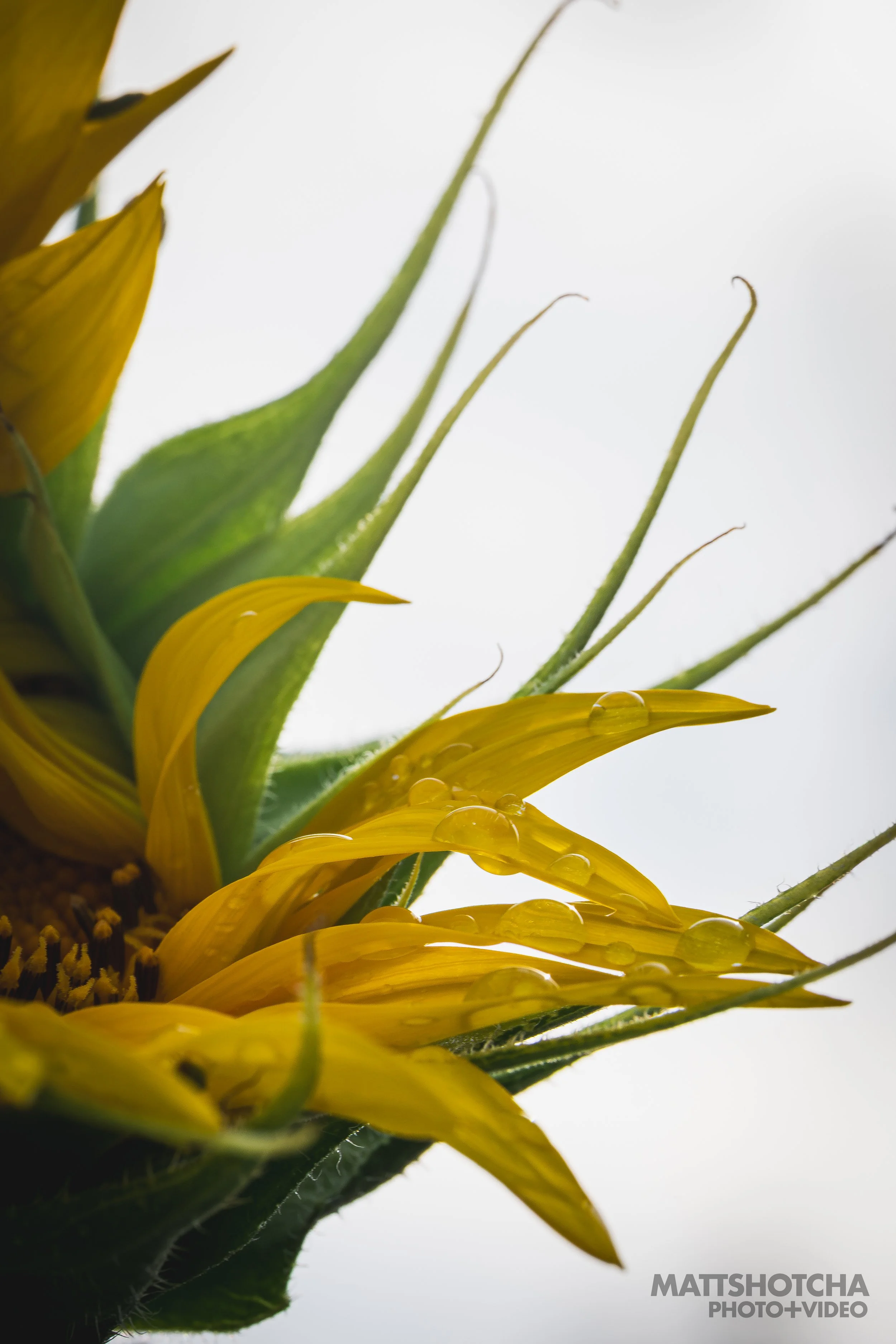 Macro photography of a sunflower with yellow petals, green leaves, and water droplets on the petals against a white background.