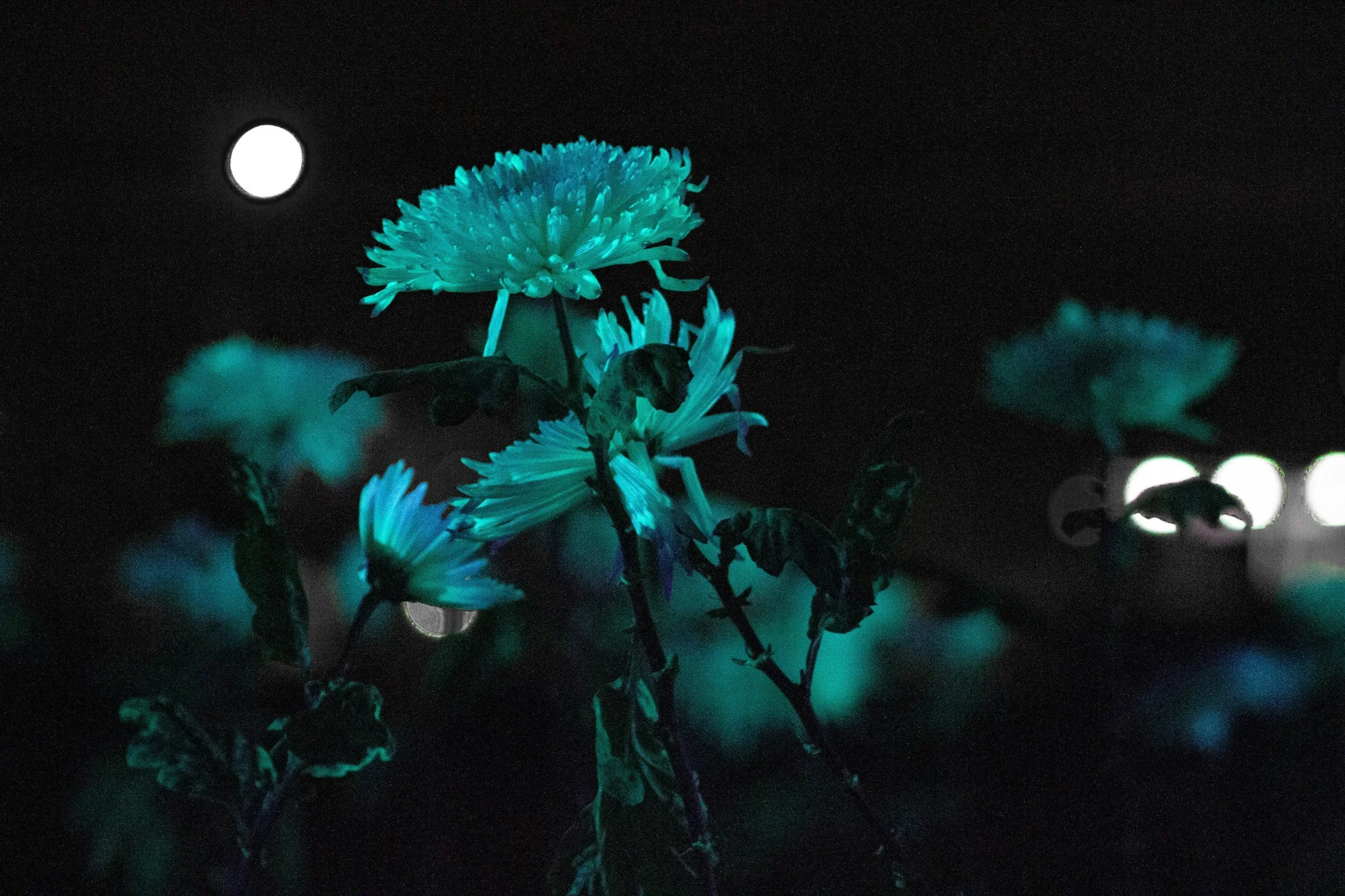 Fluorescent flowers under ultraviolet light representing fluorescence imaging and analysis.