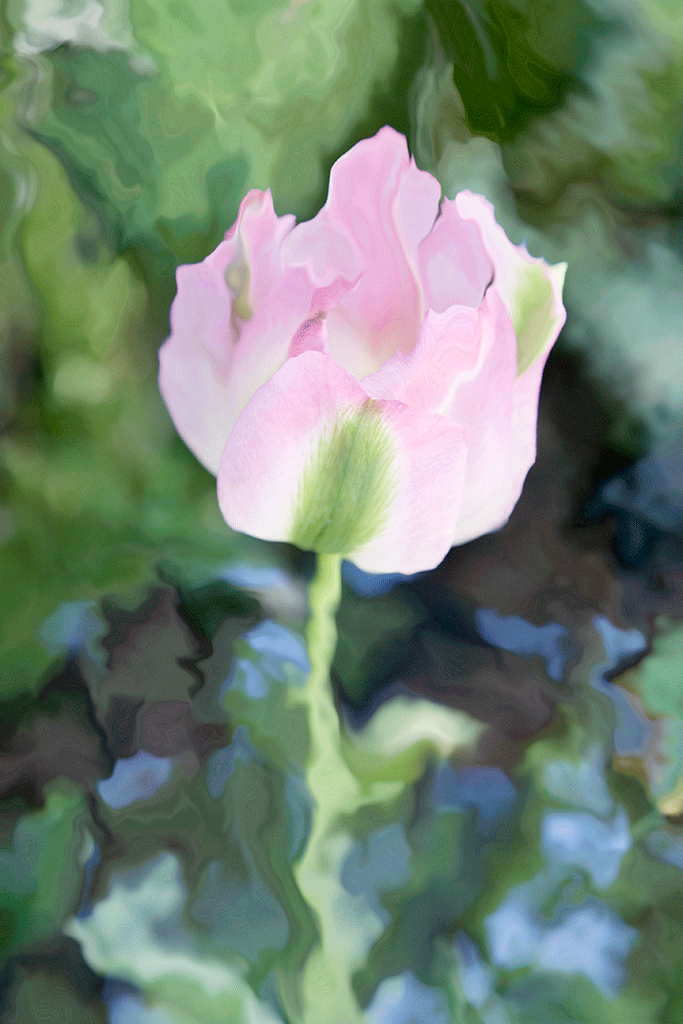 Tulip Impressionism, 2006