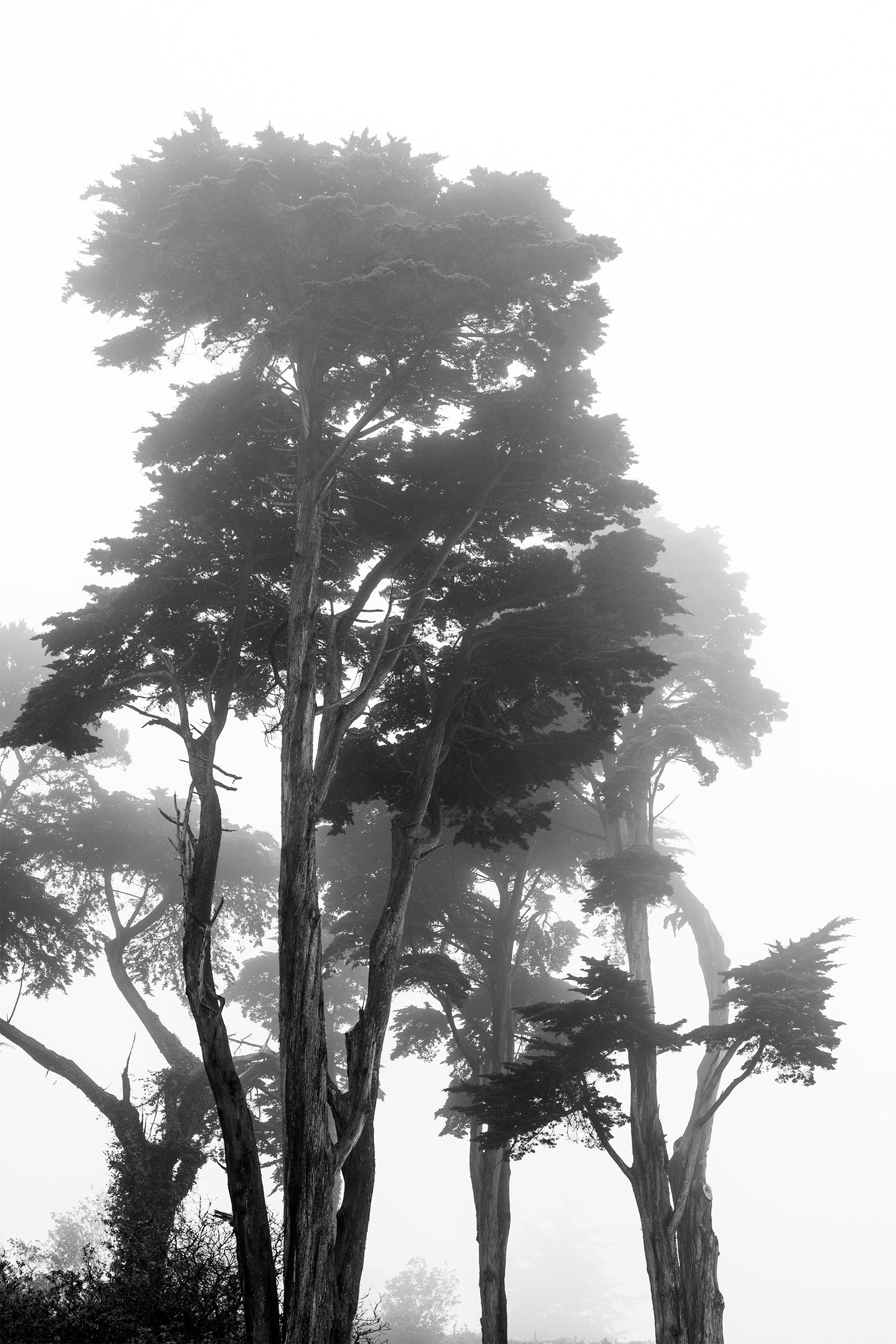 Cypress Trees in Fog, San Francisco 2016
