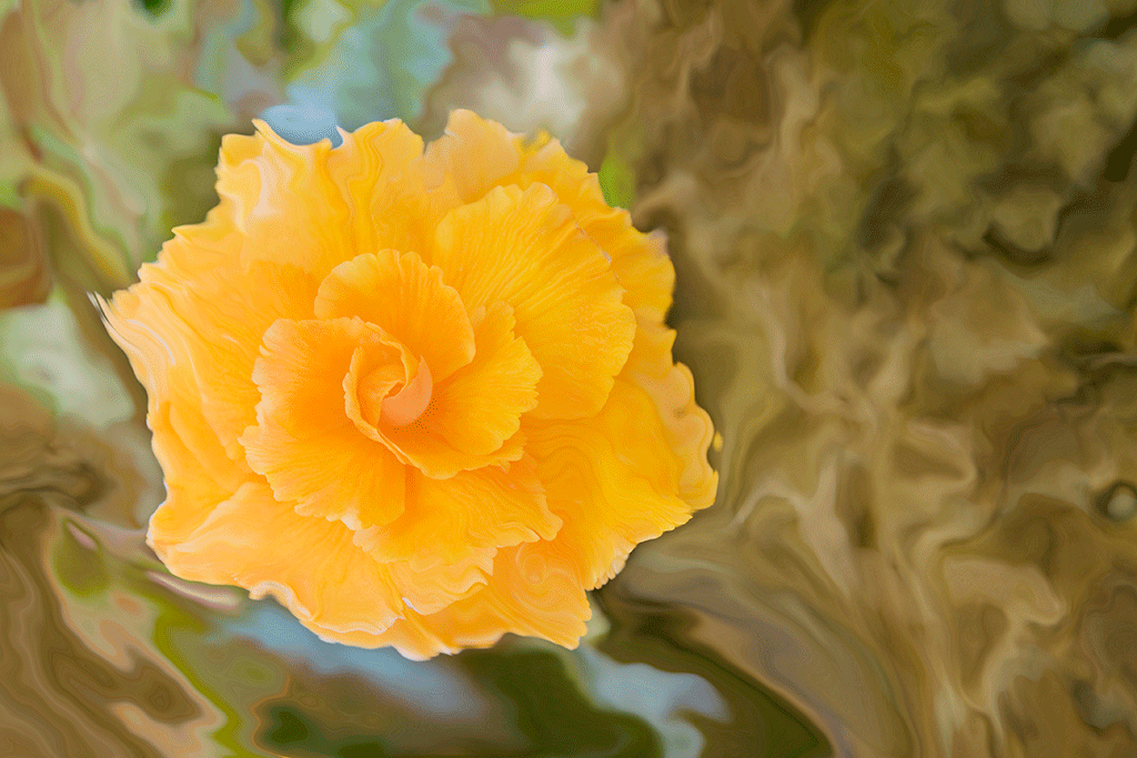 Begonia Floating Above the Earth, 2006