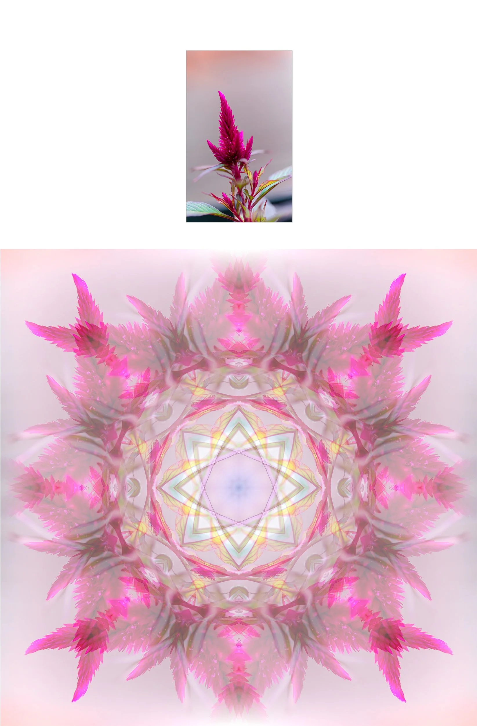 BeMuze_Pro_Crested_Cockscomb.jpg