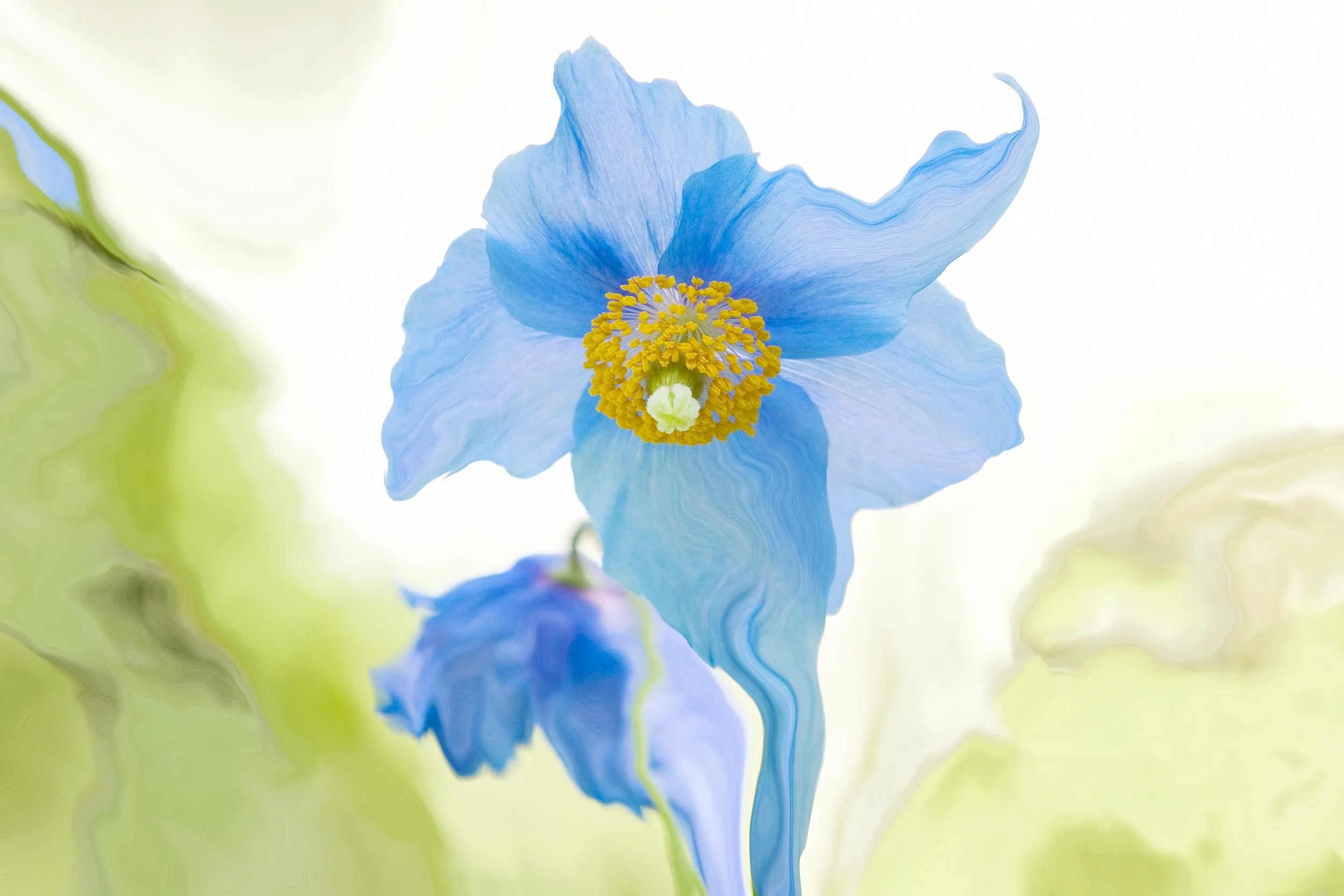 Blue Tibetan Poppy, 2006