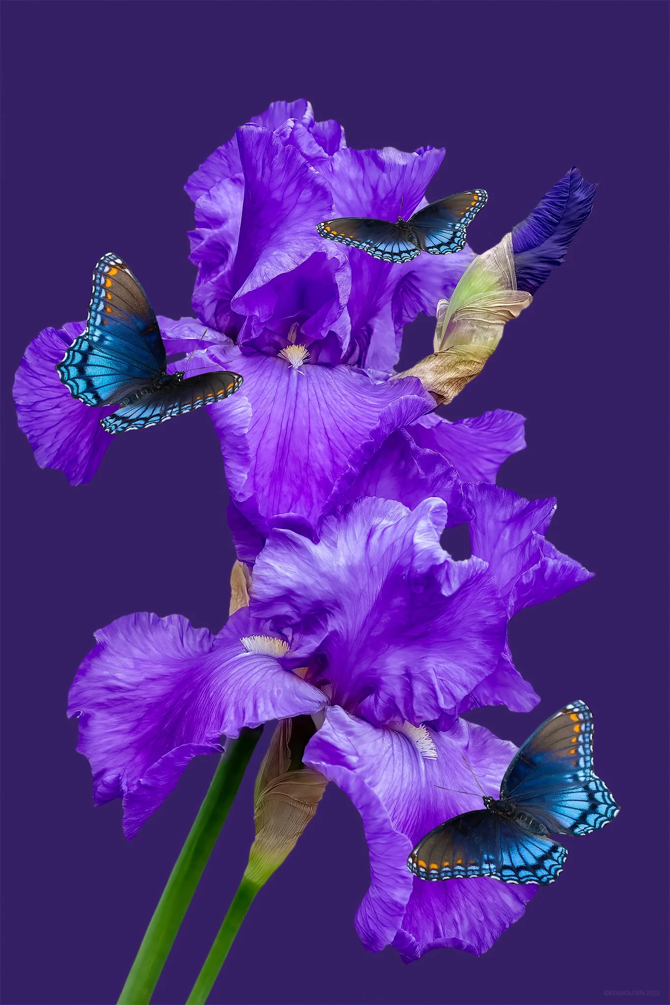 Violet Bearded Iris, 2006