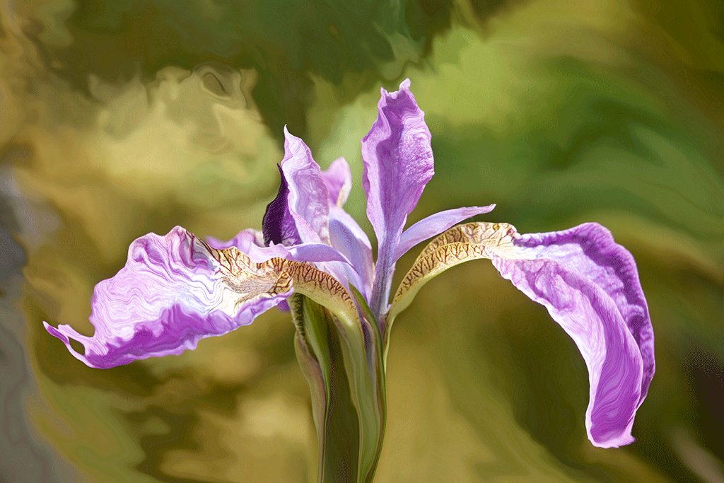 Iris in the Spotlight, 2006