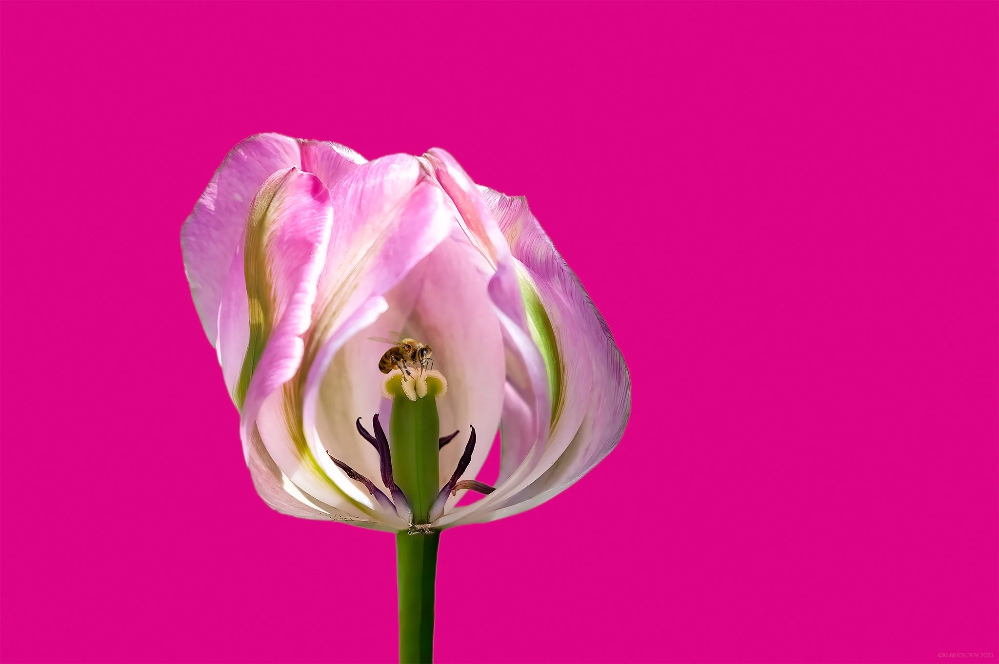 Tulip, 2006