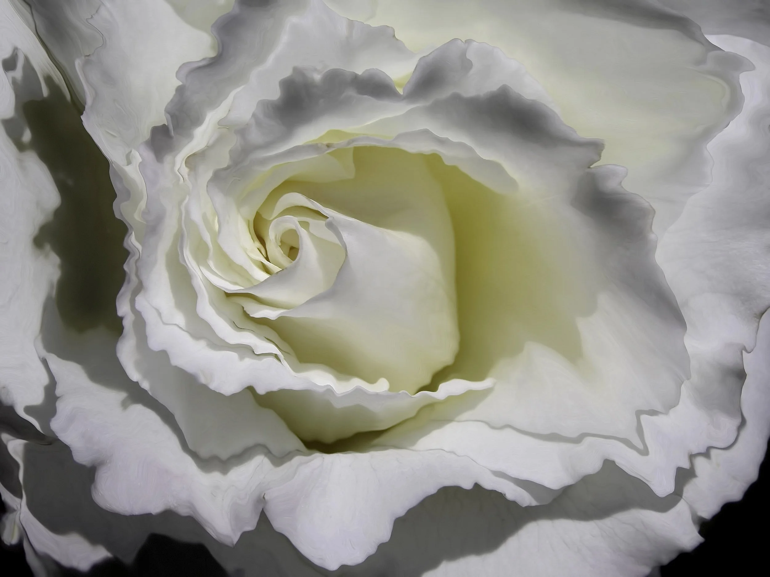 Pearl Rose, 2004