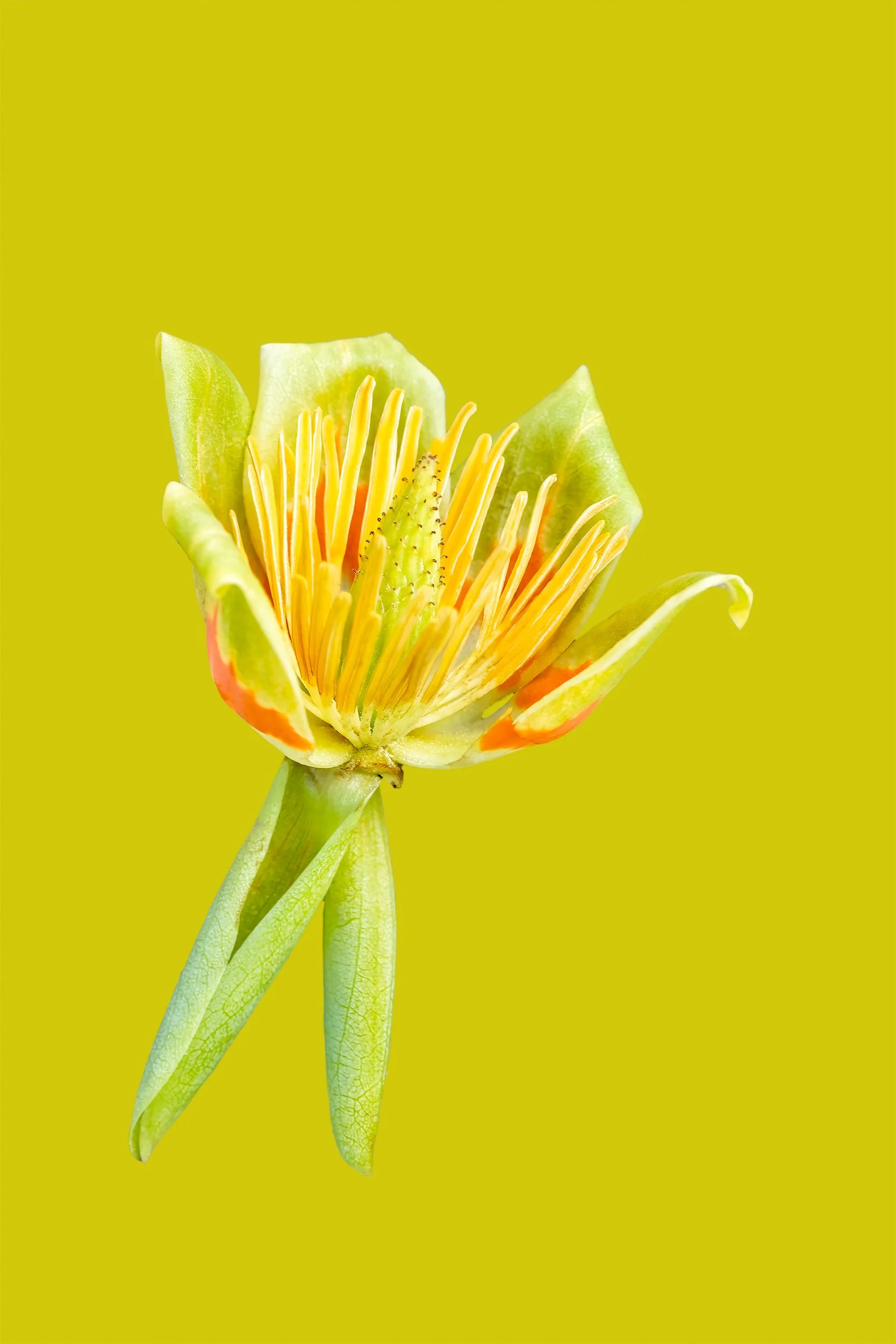 Tulip Tree Blossom, 2023