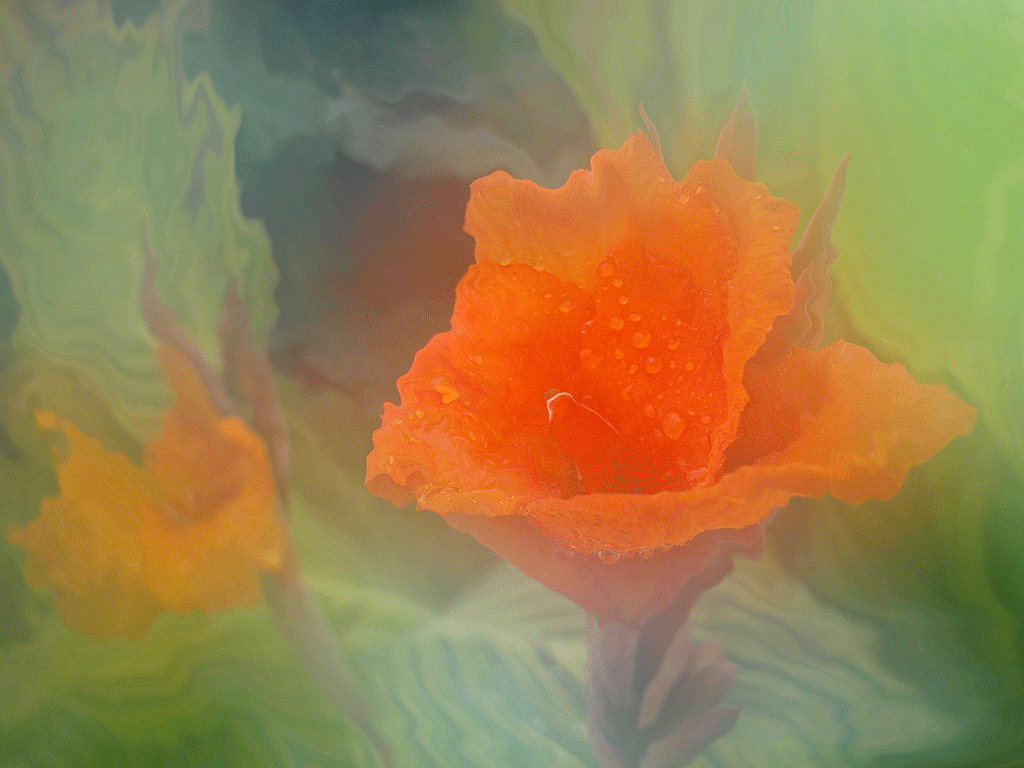 Mysterious Canna, 2004
