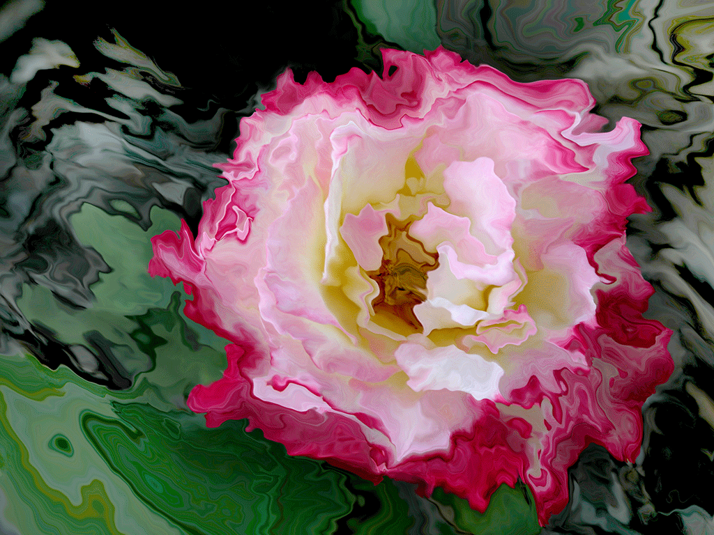 Rose Floating Away